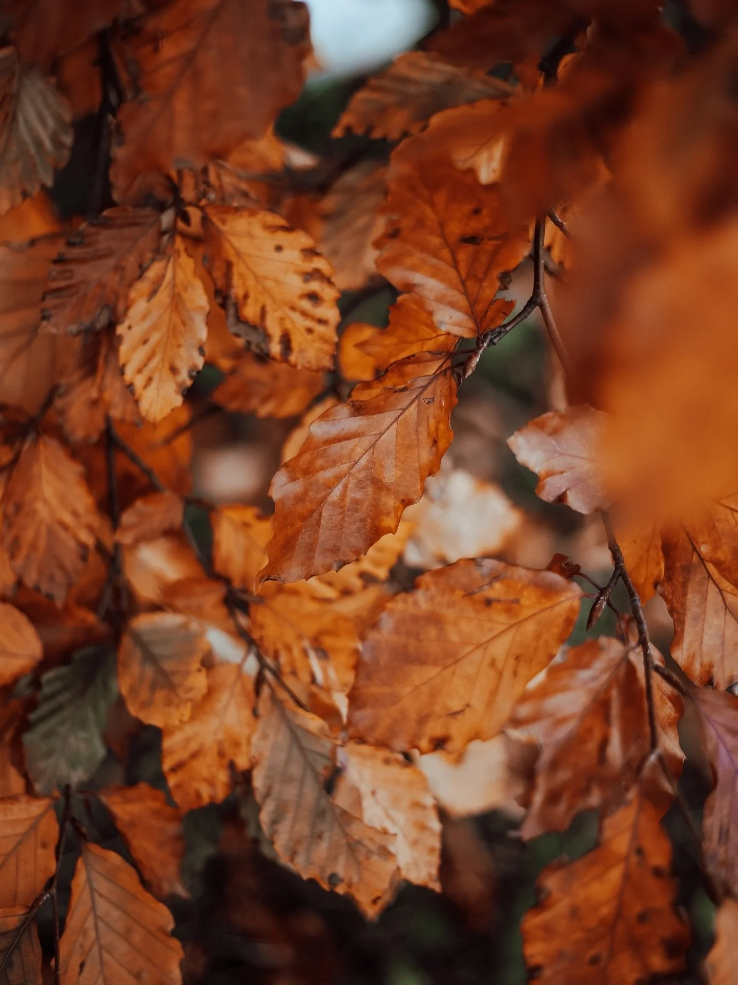 Chasing warm tones on cold days.
&nbsp; ⠀⠀⠀⠀⠀⠀⠀⠀⠀⠀⠀⠀ 
&nbsp; ⠀⠀⠀⠀⠀⠀⠀⠀⠀⠀⠀⠀ 
#fallvibes🍁 #autumnleaves #fallcolors🍂 #moodyvibes #photographylover #visualpoetry #travelmoments #stayandwander #earthofficial #exploretocreate #naturevibes #beautifulscene