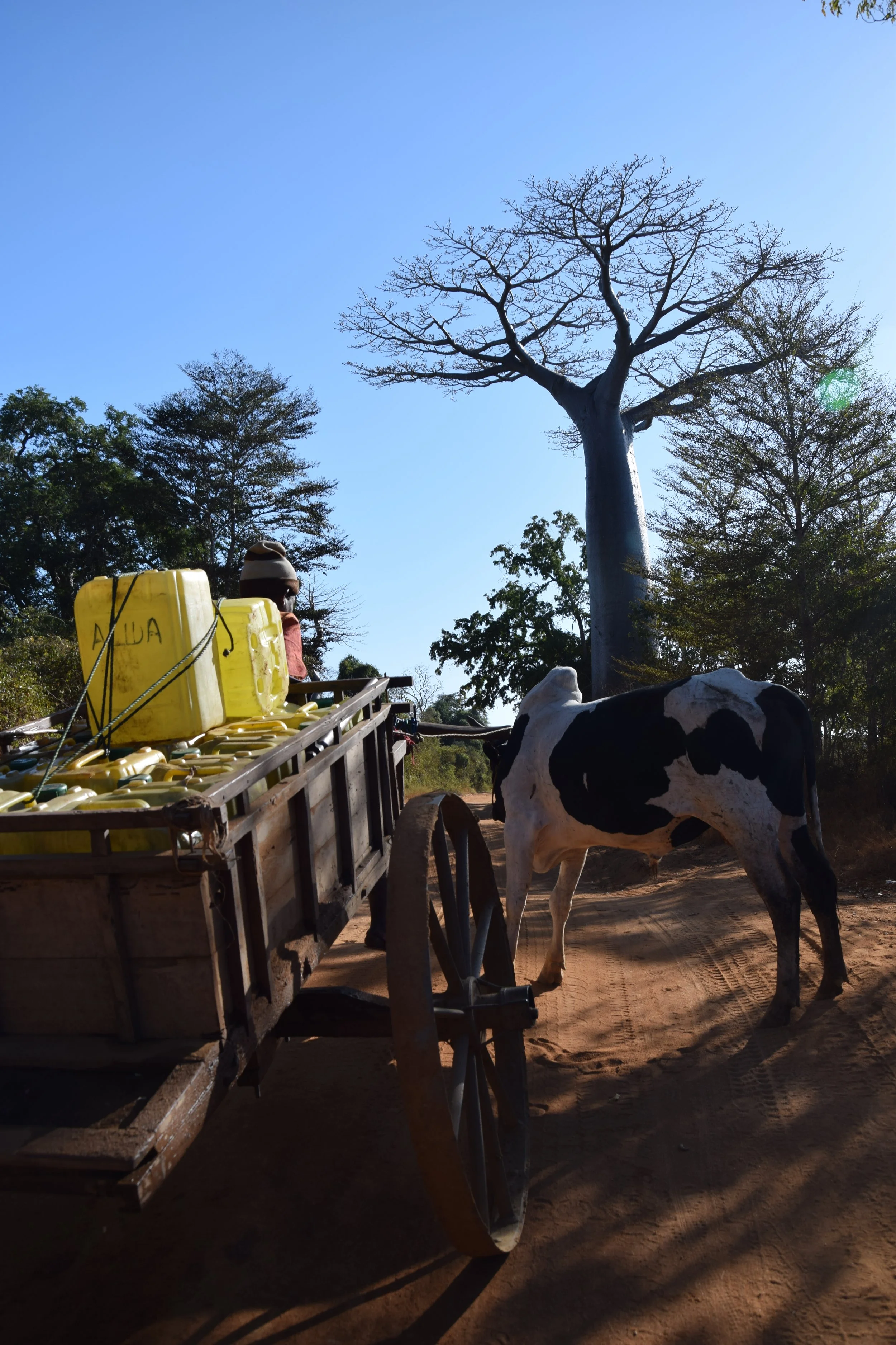 2 - Ranomanga (...) - Riccardo Zennaro.JPG