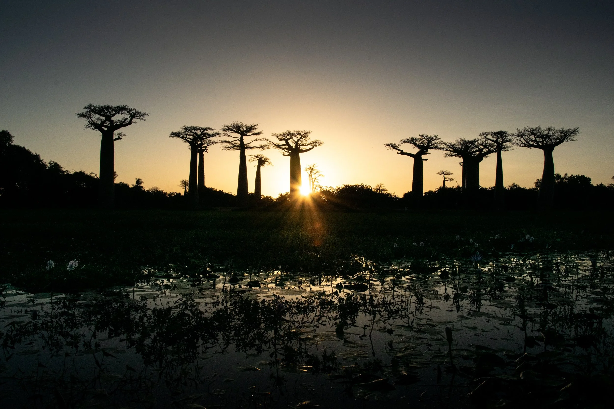 Dreaming of Madagascar