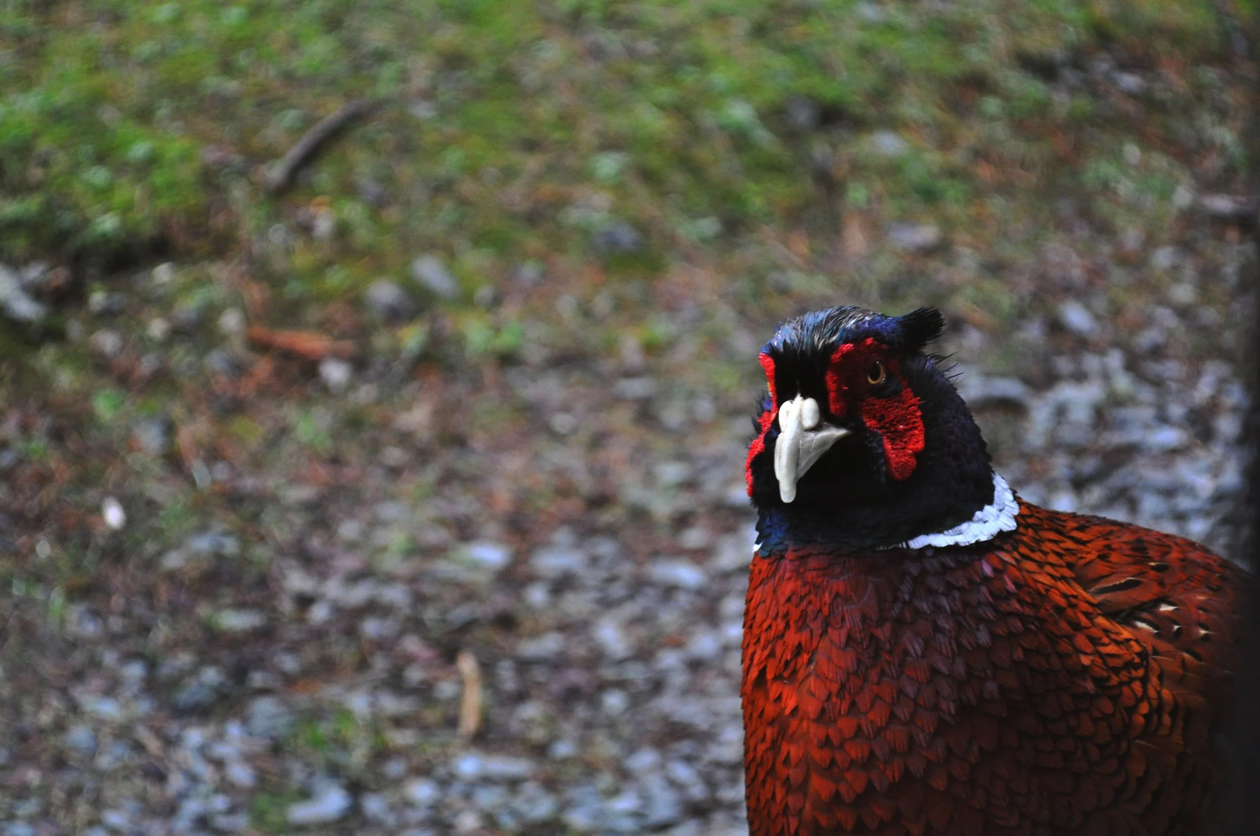 DSC_0330 (COLOUR pheasant).jpg