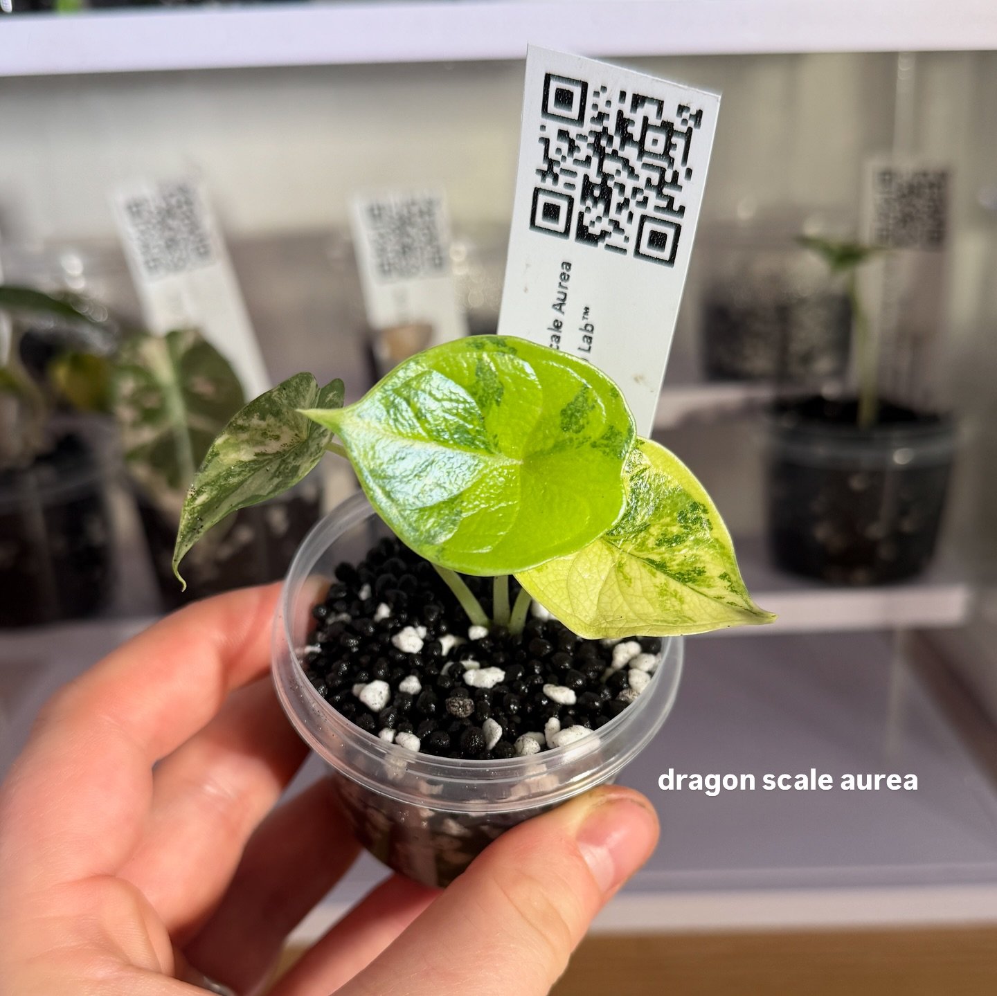 which variegated alocasia is your favourite? 💭🌱 

@the_eden_lab (the best) 

#variegatedalocasia #variegatedalocasiadragonscale #alocasiacupreavariegata #alocasiabambinovariegated #alocasiadragonscalevariegata #rareplants