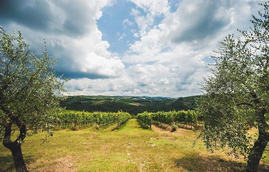 Vigna-di-fronte-cappella.jpg