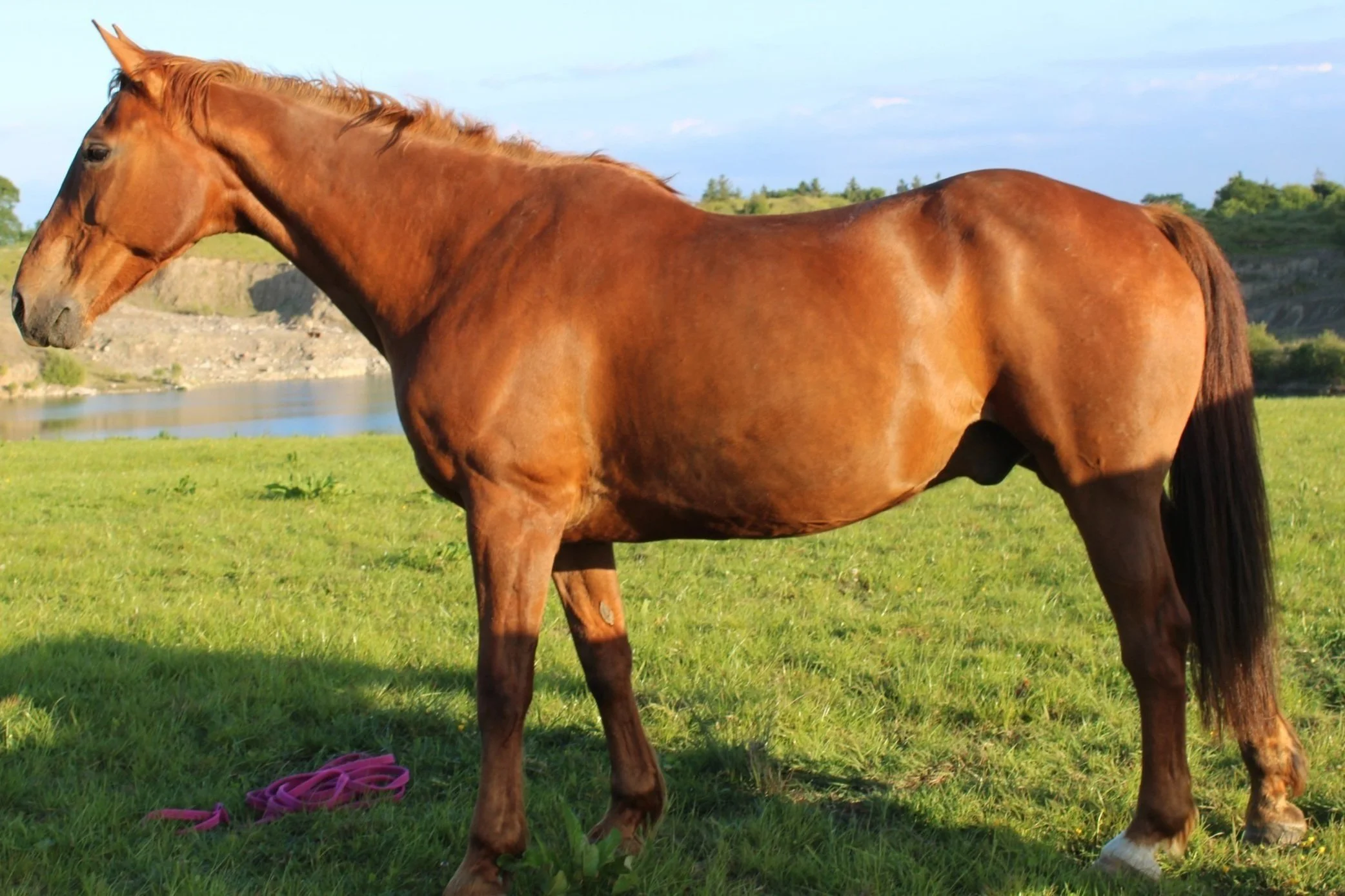 A chestnut horse standing on green grass near a body of water, with a blue sky and distant trees in the background.