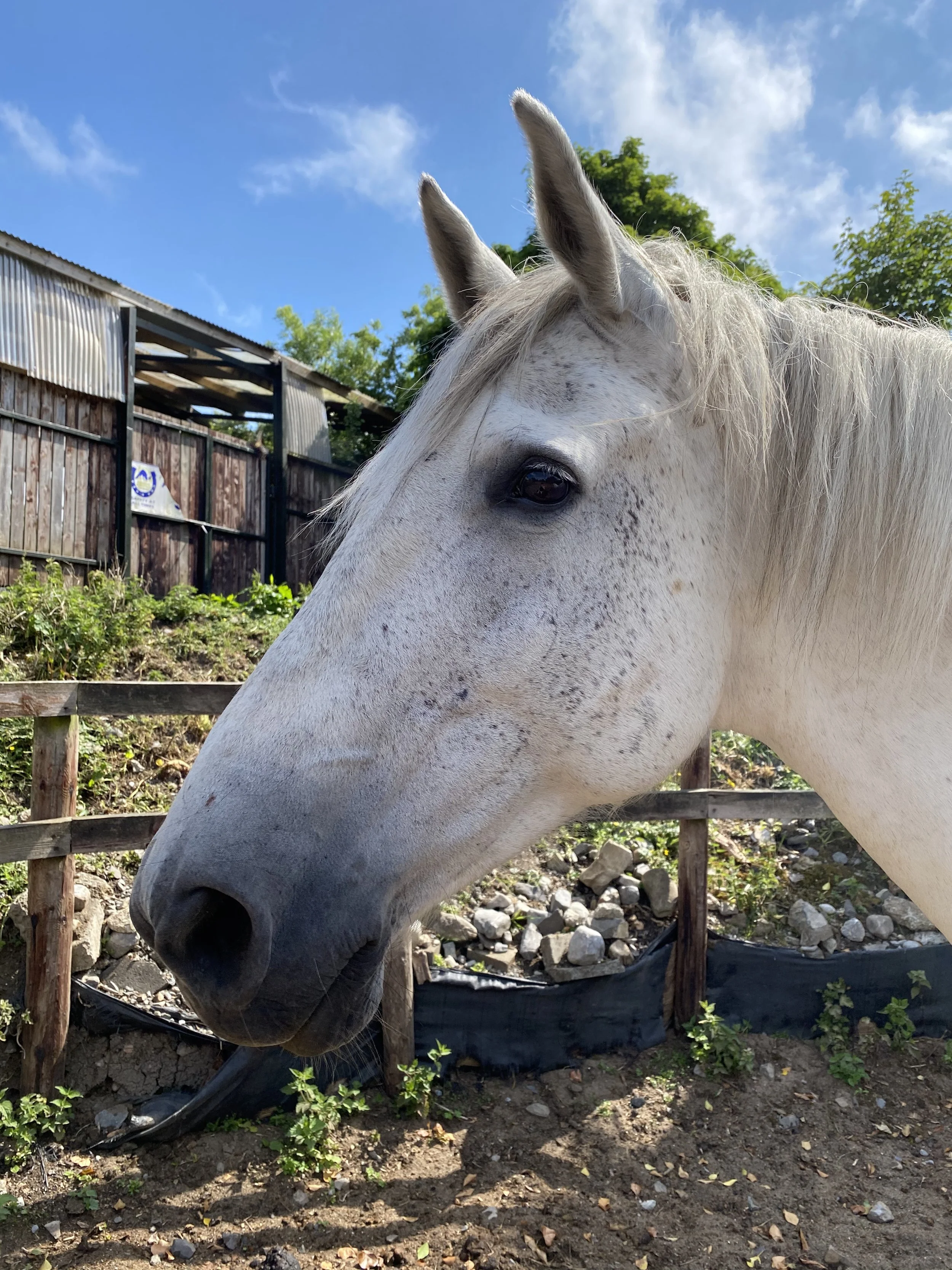 Close-up of a white horse with black spots, standing outside near a wooden fence and a rustic shed under a clear blue sky.
