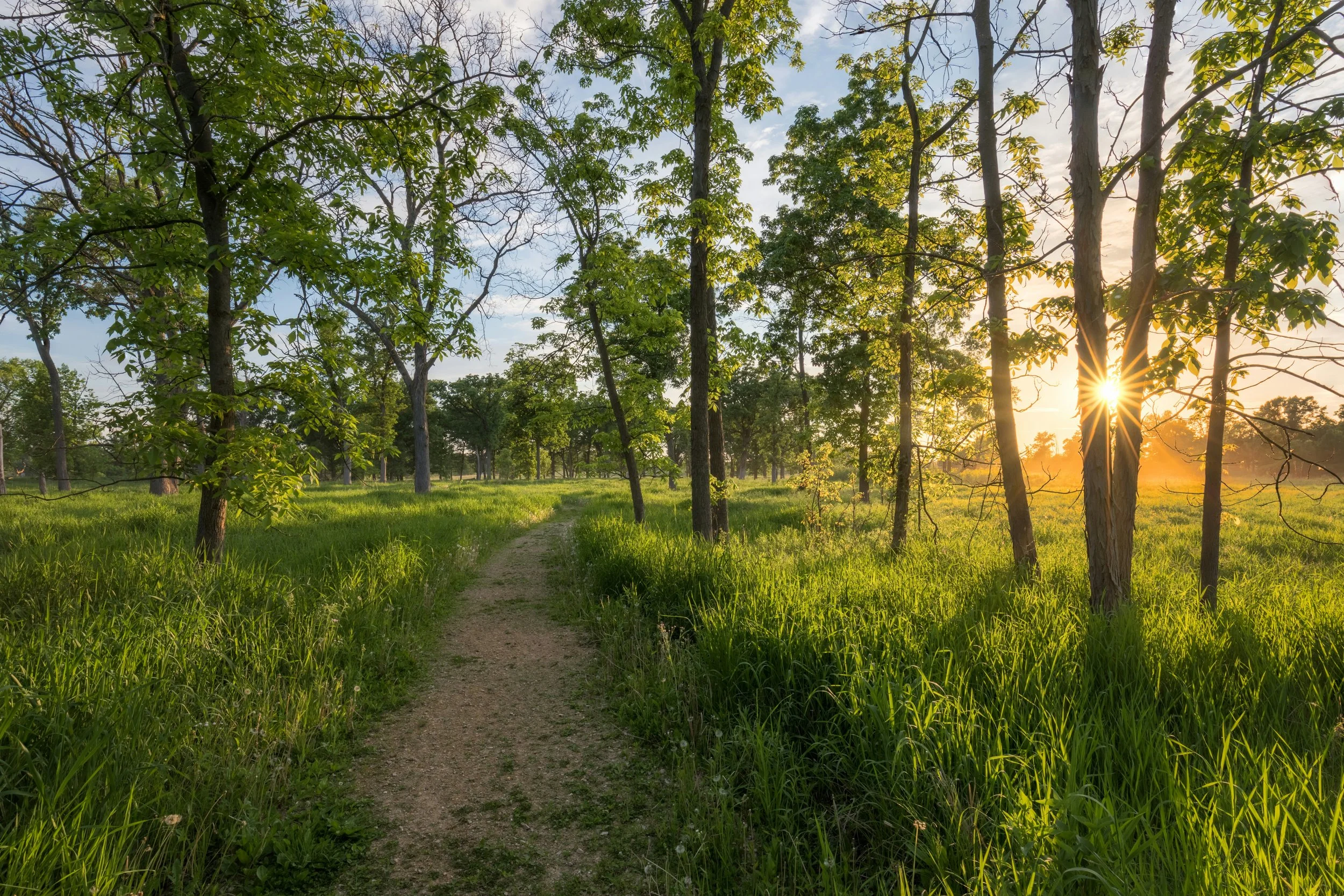 Sun peeking through trees from a walking path in spring.