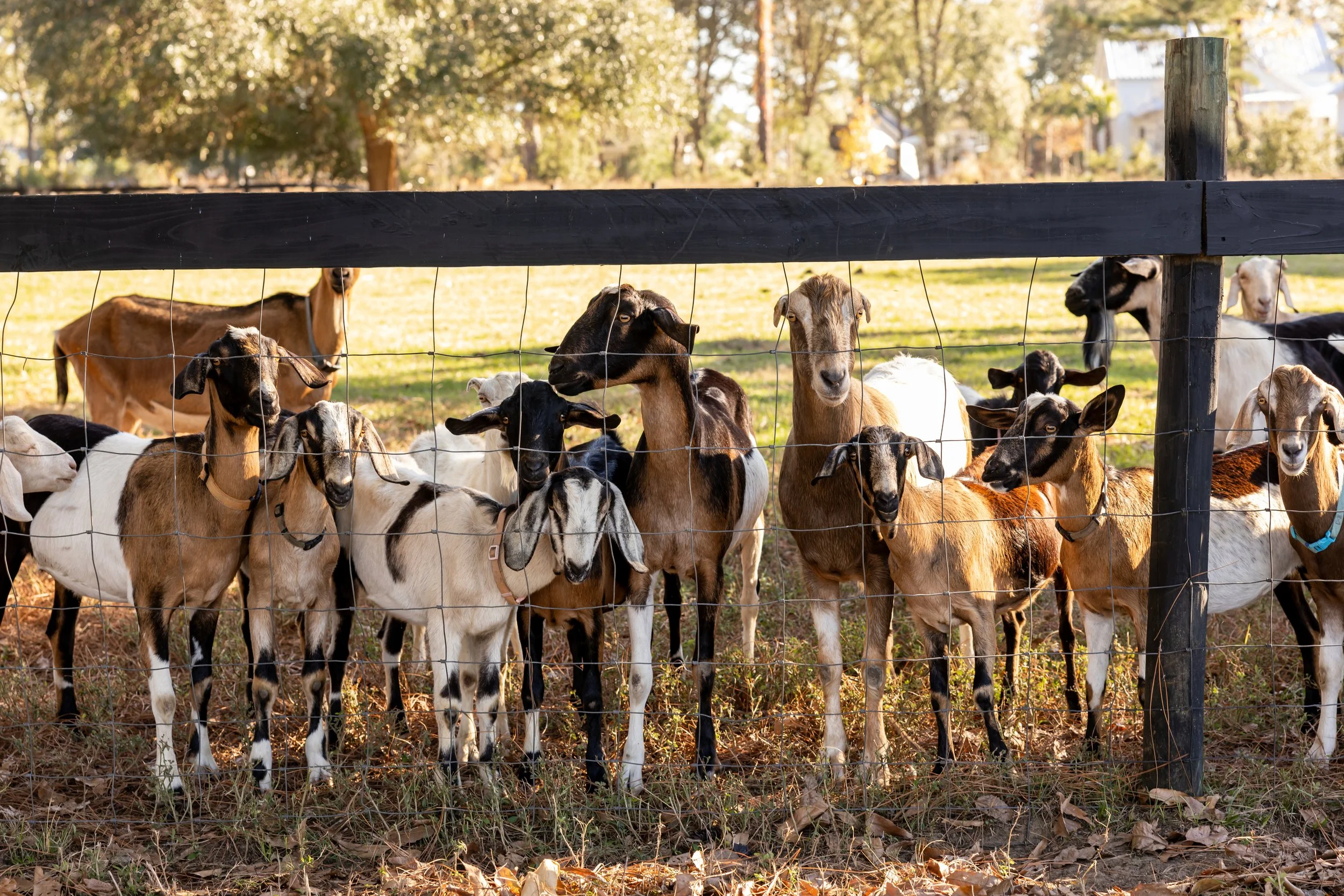 DUN_Experiences_Farm_2024_8.jpg