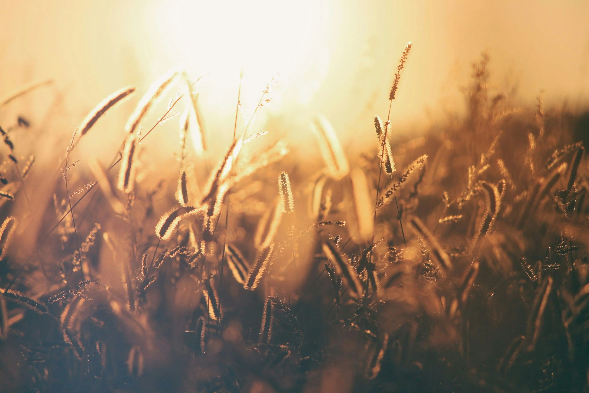 Lughnasadh at The Coven