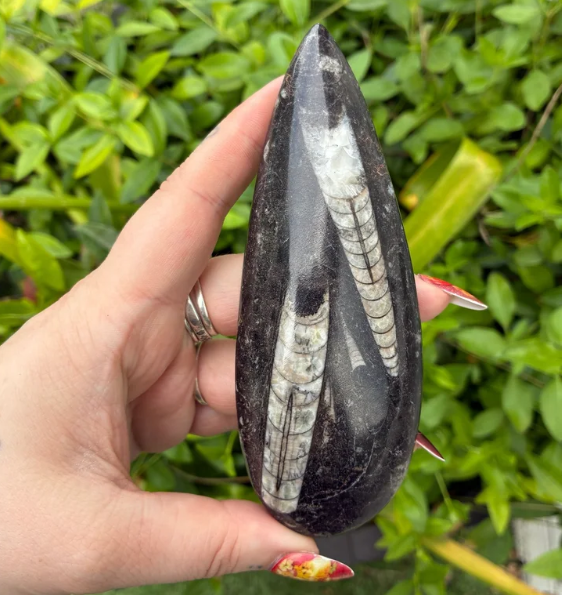 Orthoceras Fossil in Black Marble