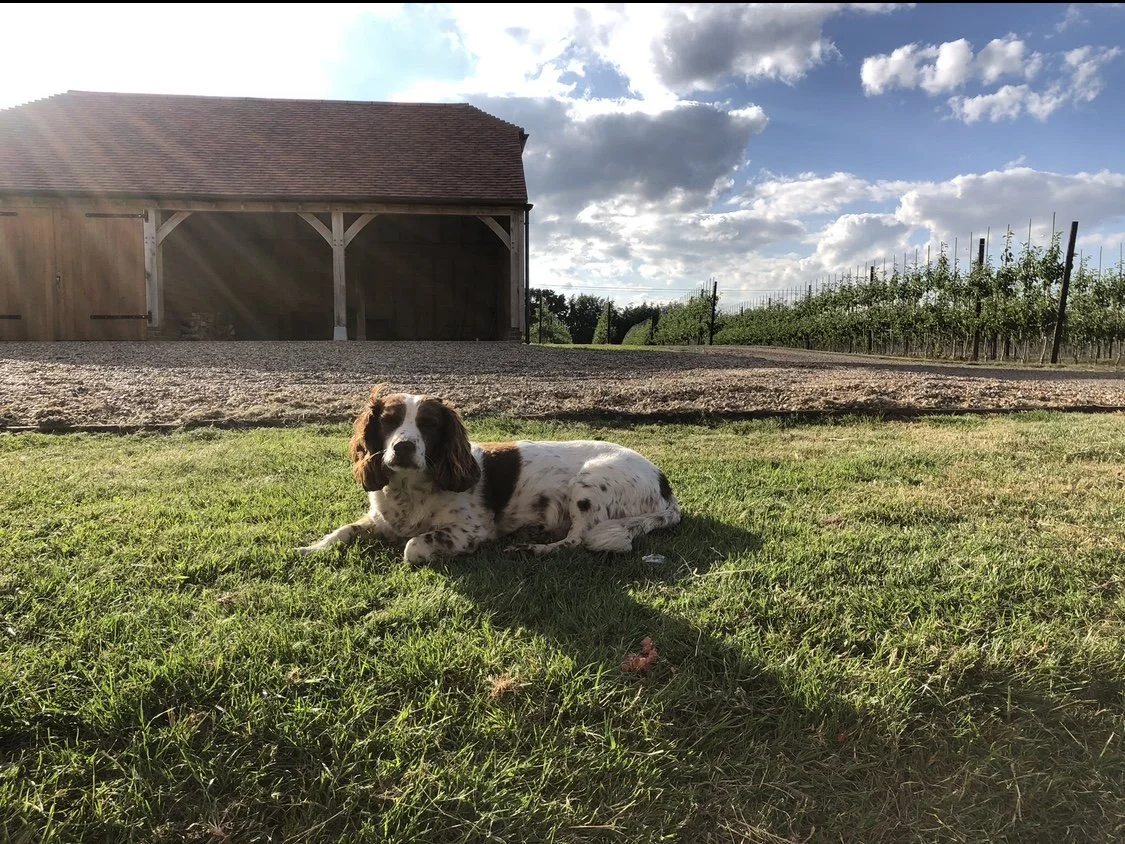 A small brown and white dog with floppy ears lying on a grassy lawn in front of a barn during late afternoon with partly cloudy skies.