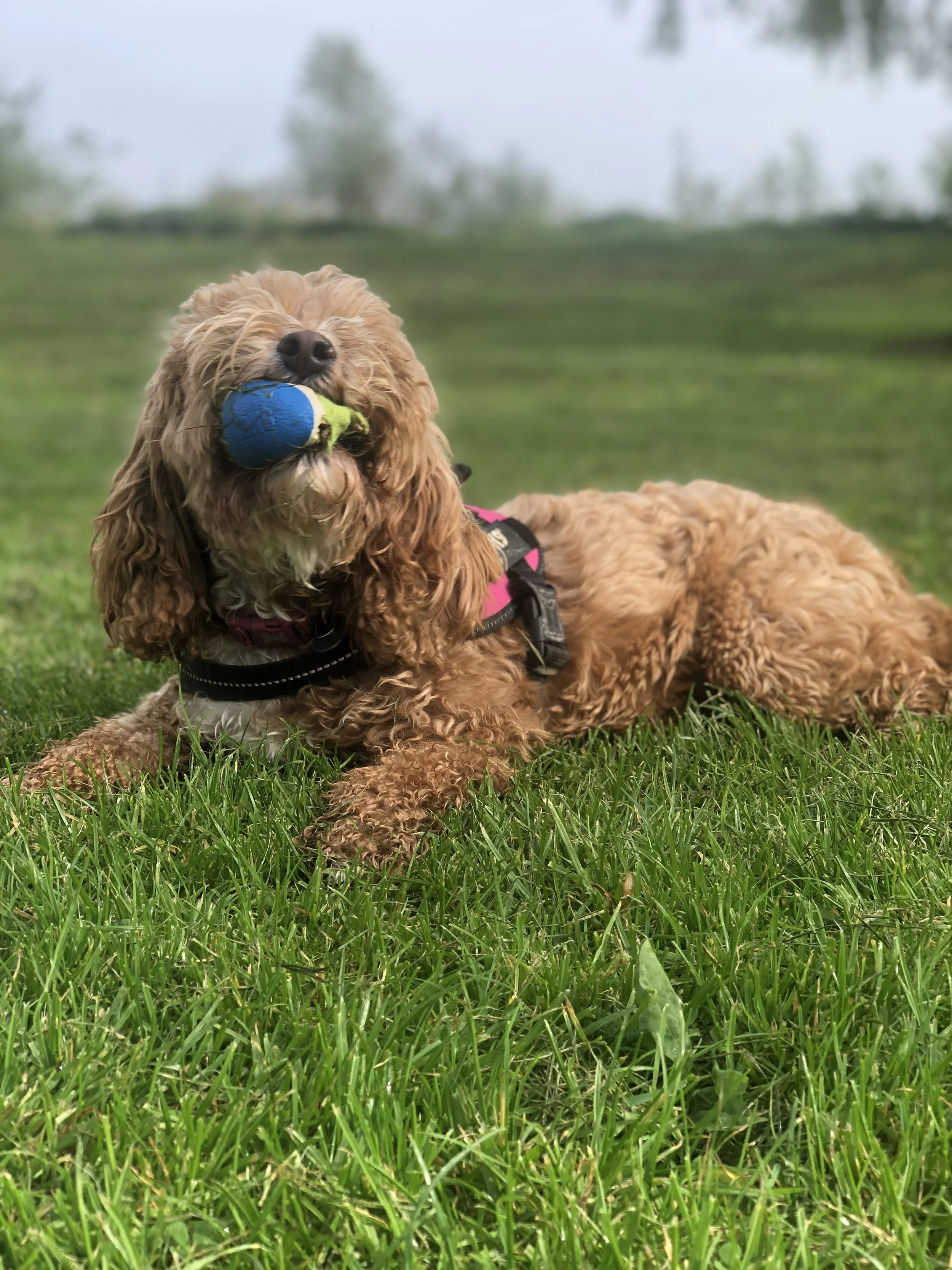 A curly-haired brown dog lying on the grass with a blue tennis ball in its mouth.