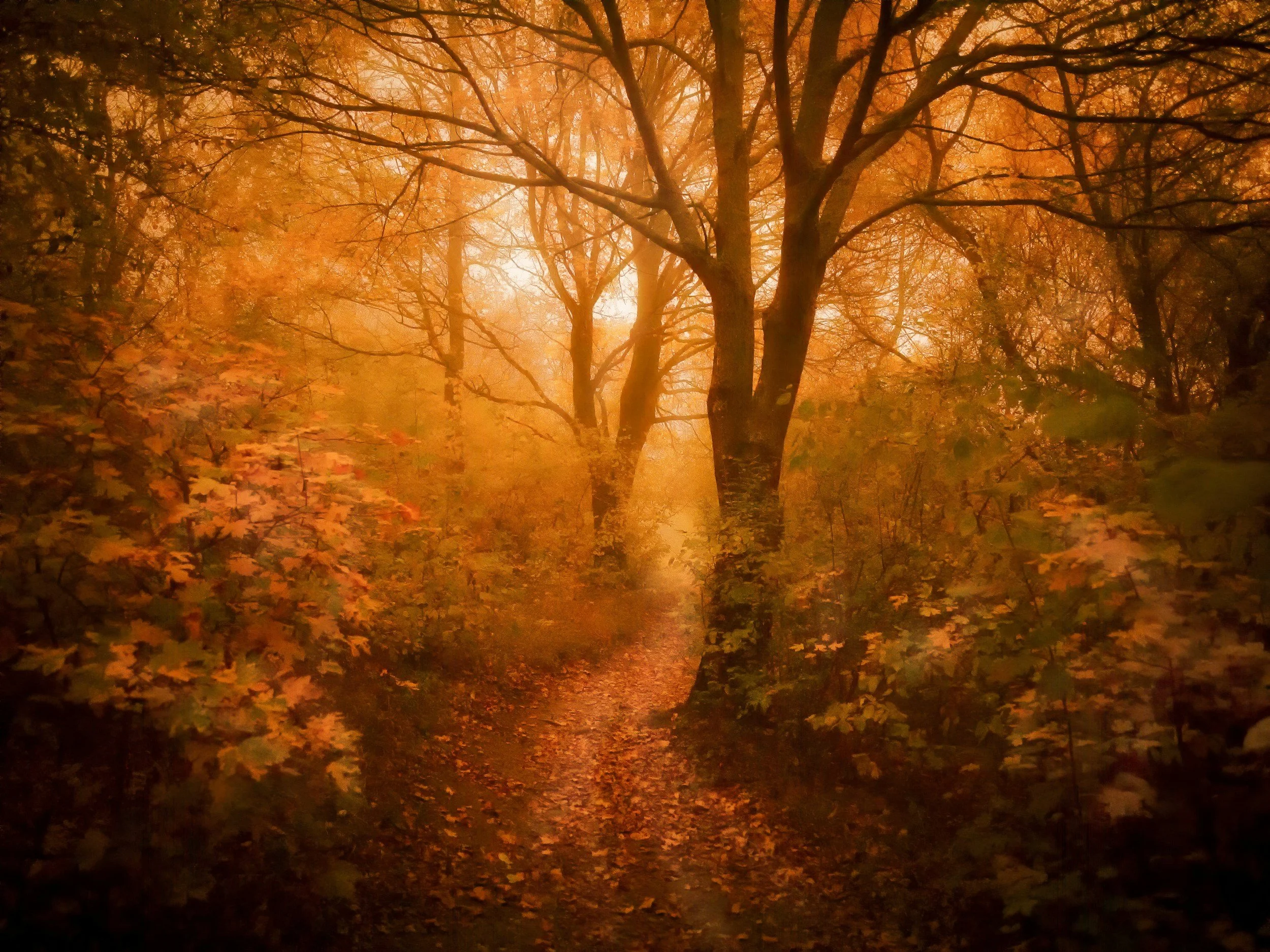 A forest path lined with trees showcasing vibrant orange and yellow autumn leaves, with sunlight filtering through the branches in the background.
