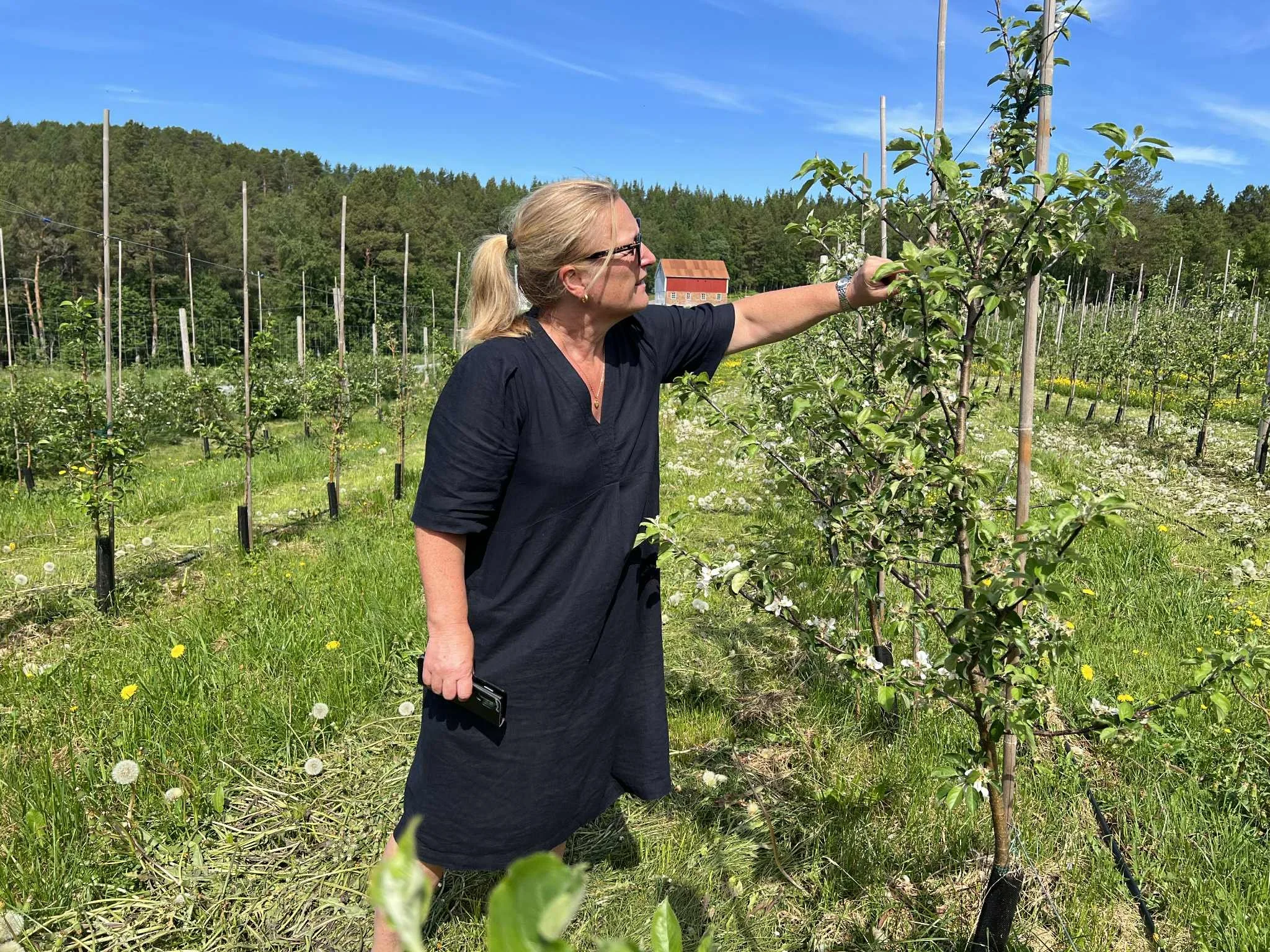 Forlot Polet for å lage sider og drive eplegård