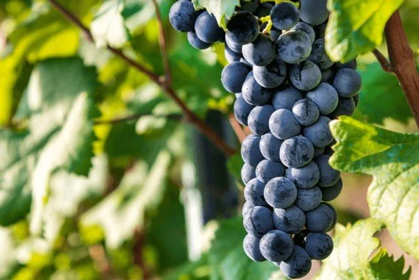 Nebbiolo er mer enn  Barolo og Barbaresco