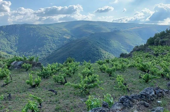 Godello leder an i spansk hvitvinsrevolusjon