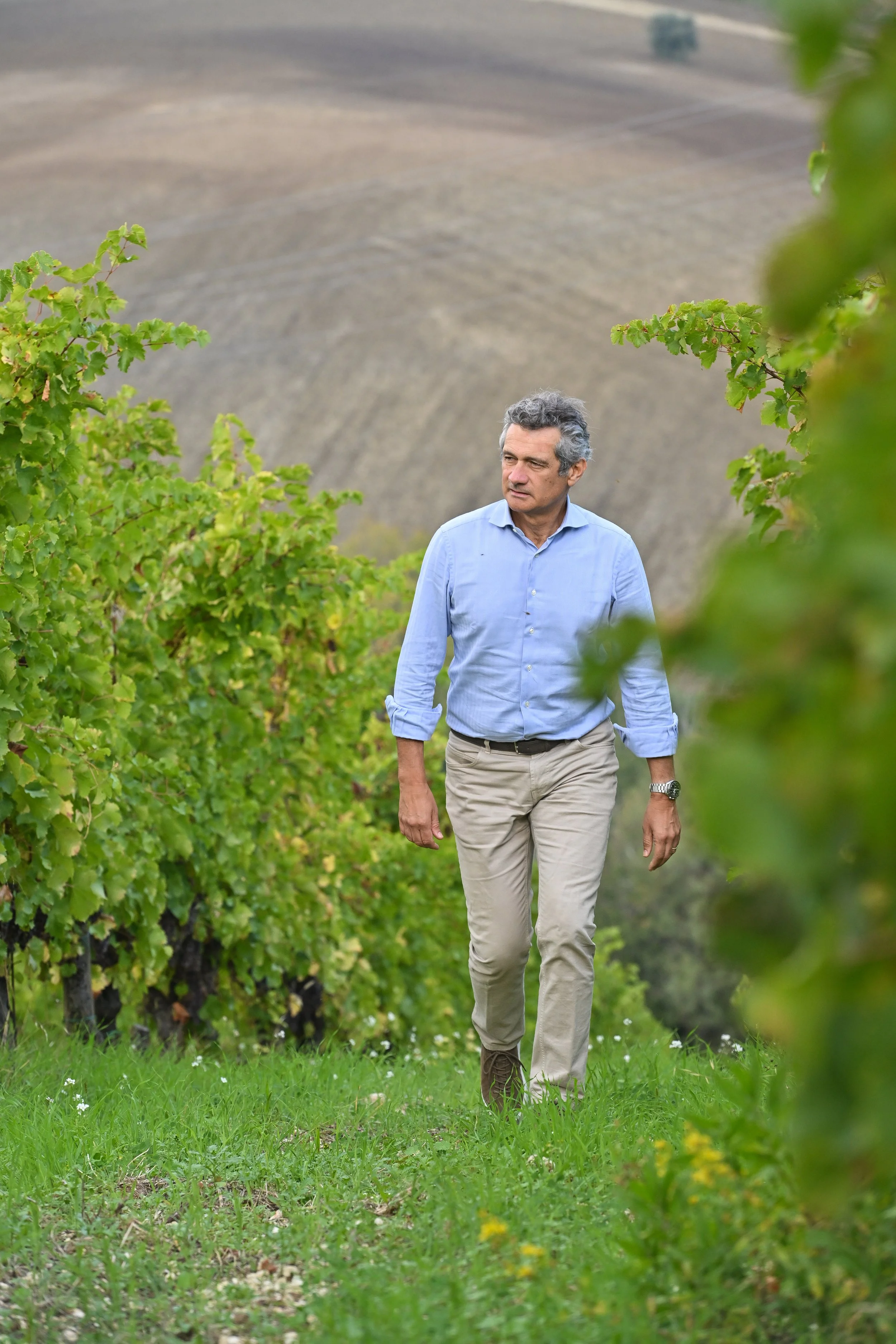 møt verdicchio, en AV Italias beste hvite druer