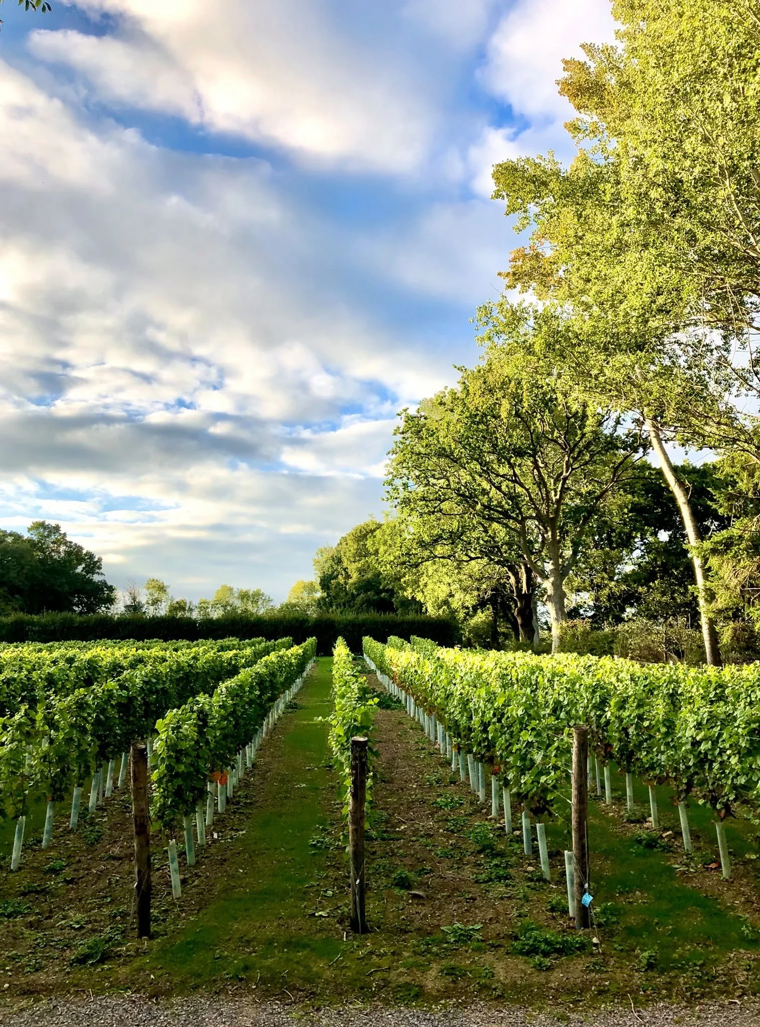 First they took Champagne – nå ser de mot Burgund