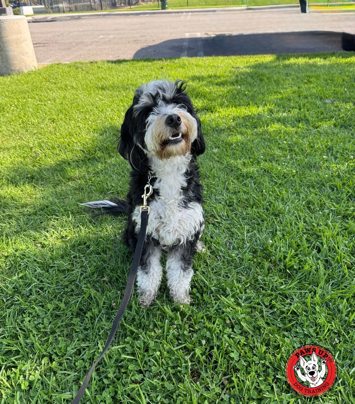 Meet @oliveandzekethebernedoodles . She just started her obedience training with us. She&rsquo;s a young bernedoodle pup enrolled in our popular on-leash program, the Oliver Package, which includes six private on-leash lessons. During her training, w