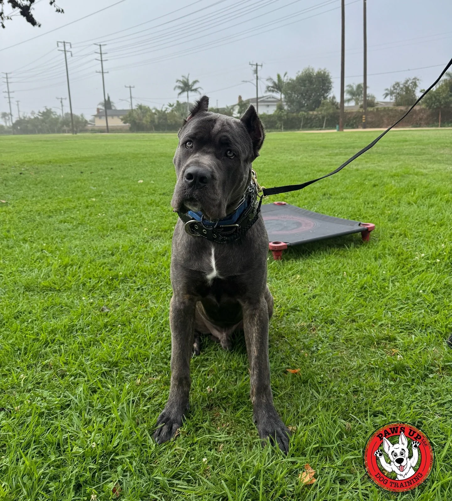 Meet @luckytheguardianpup ! He just started his obedience training with us today. Lucky is a 7-month-old Cane Corso puppy enrolled in our most popular on-leash program, the Sambu Package.

This package consists of 5 private lessons where our trainer 