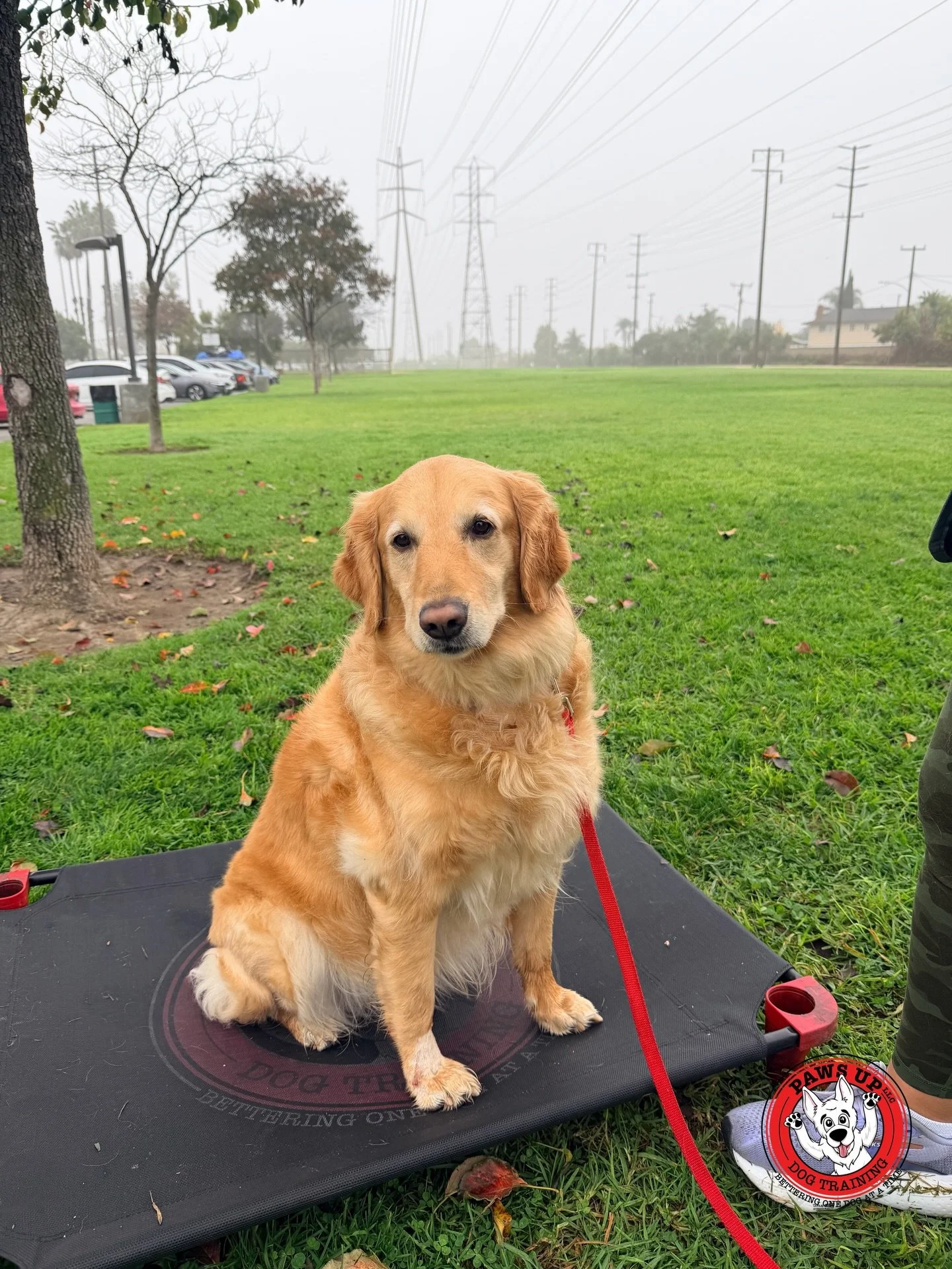 Meet Zaia!
She just started her obedience training with us today after winning this year&rsquo;s Halloween costume contest! 
Zaia won our Kai Package, which consists of 4 private lessons.

During her training, we&rsquo;ll be focusing on building a so