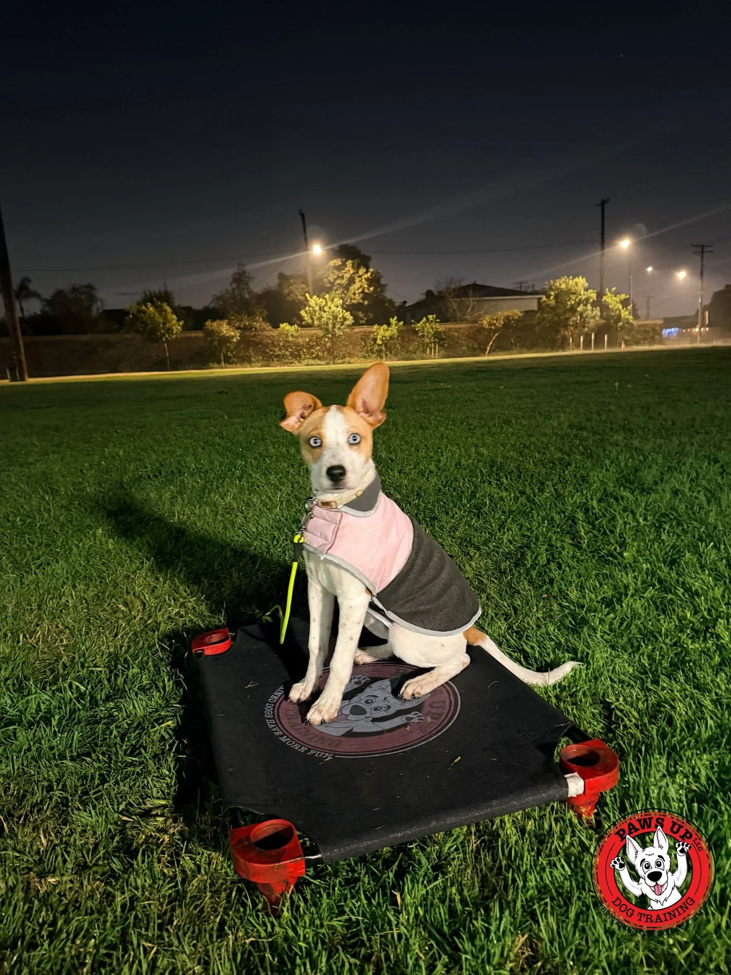 Meet Honey! 🐶
She just started her obedience training with us today. She&rsquo;s a young six-month-old pup who has signed up for our most popular on-leash package, the Sambu Package, which consists of five private sessions. During these sessions, ou