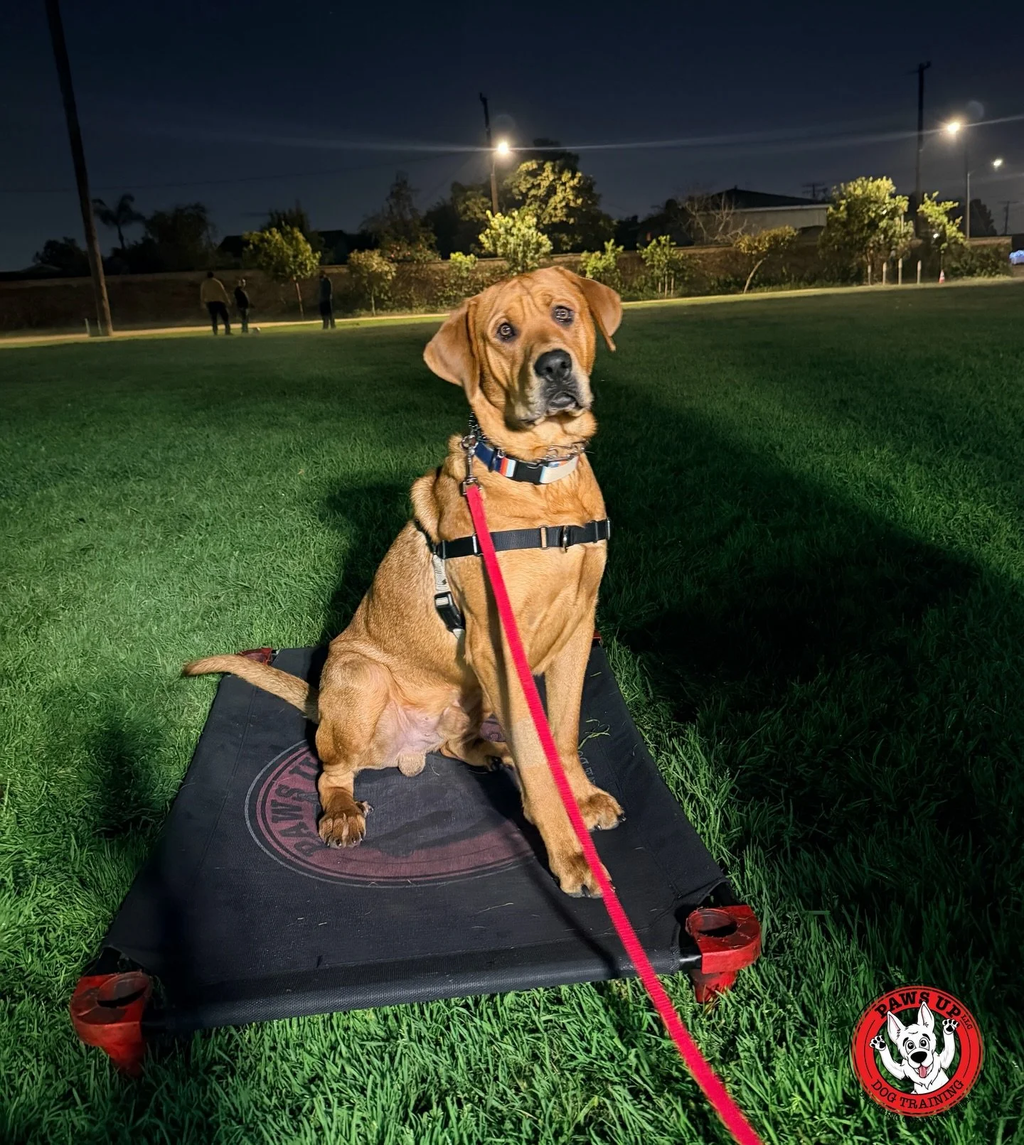 Meet Fred!
He just started his obedience training with us today. Fred is a one-year-old Rottie mix who has signed up for our popular on-leash Oliver Package. This package consists of six one-on-one private sessions where we&rsquo;ll be addressing unw