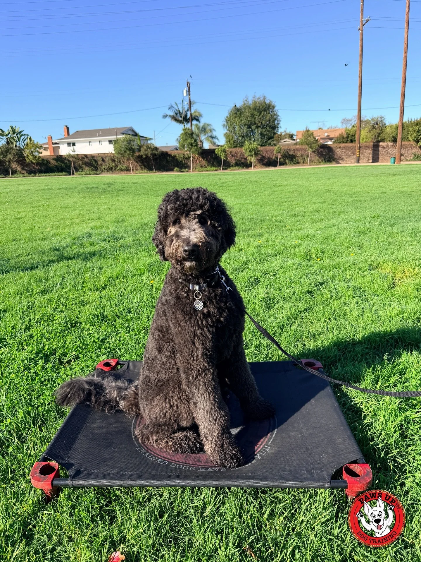Meet Bruno!
He just started his obedience training with us today. Bruno is a young doodle who signed up for our Nala Package, which consists of 8 private lessons. Some of the things we&rsquo;ll be working on include managing his over-excitement aroun