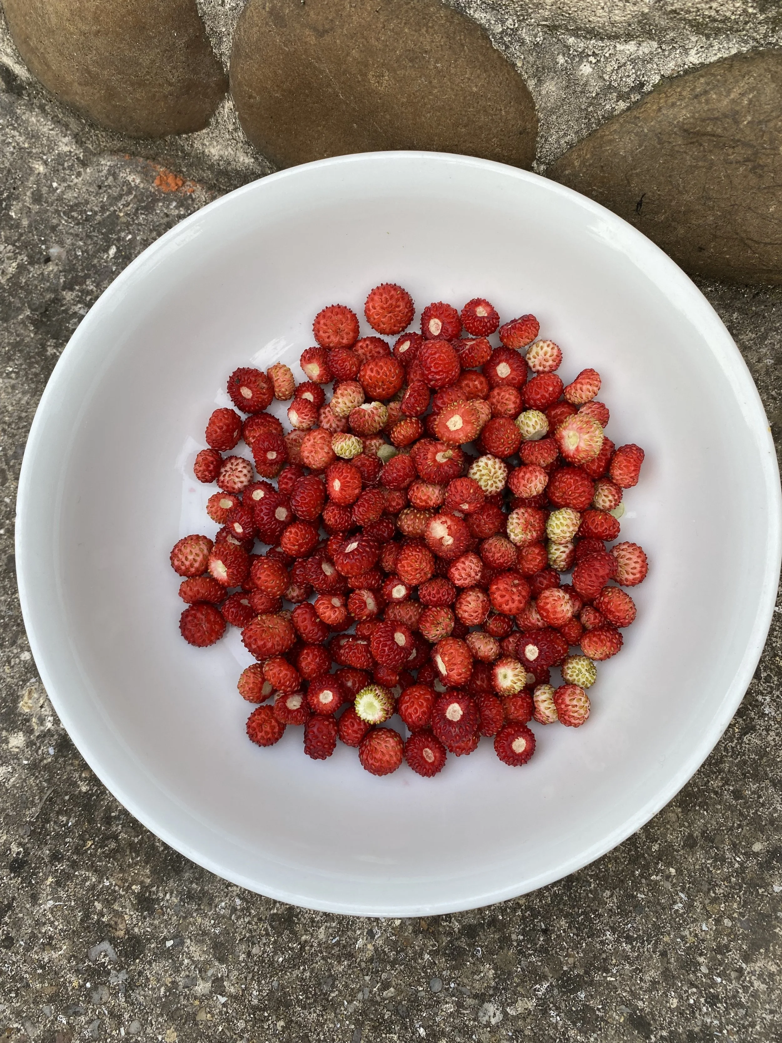 Wild strawberries at Riverside