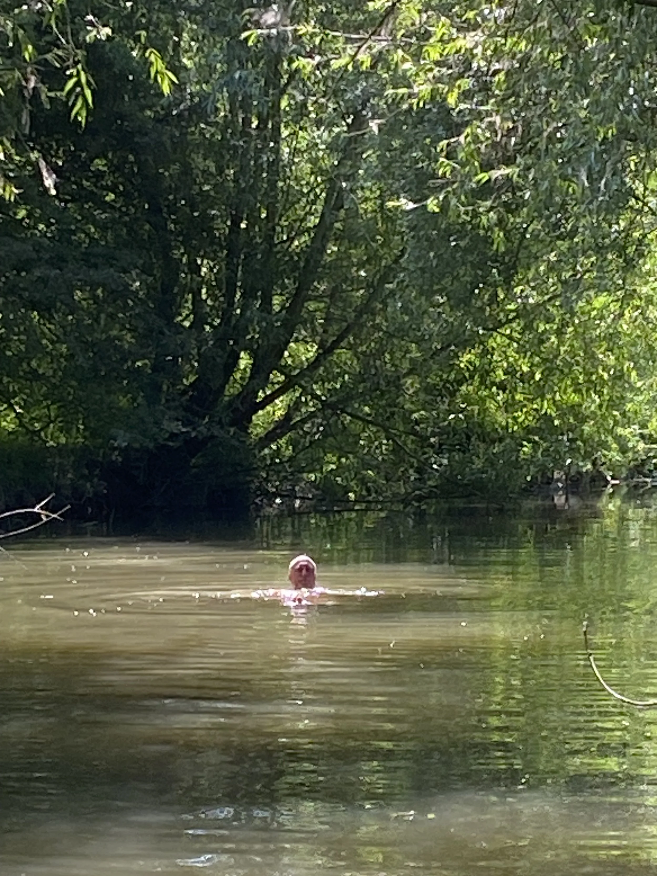 Swimming from Riverside