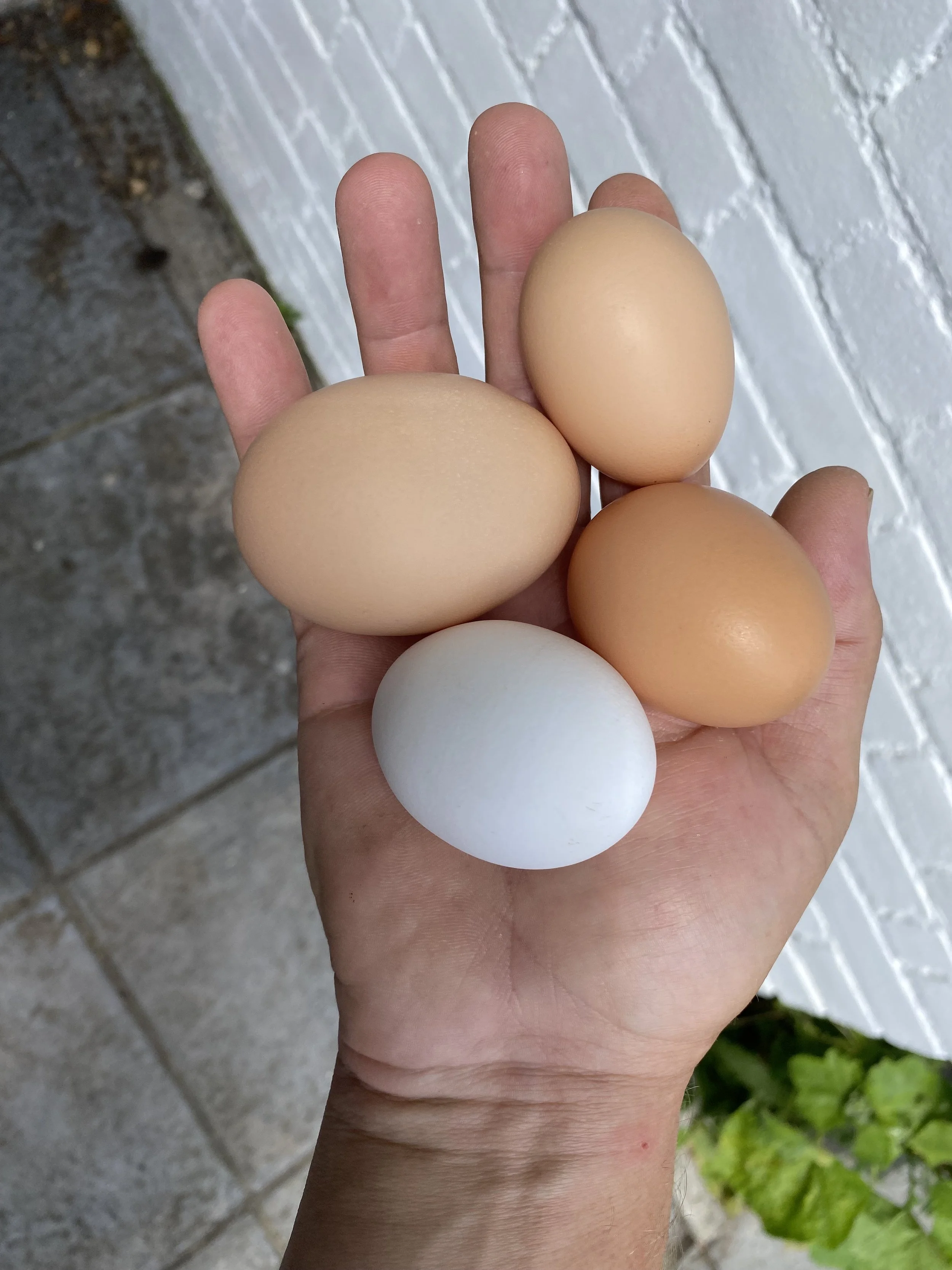 Eggs from the Riverside hens