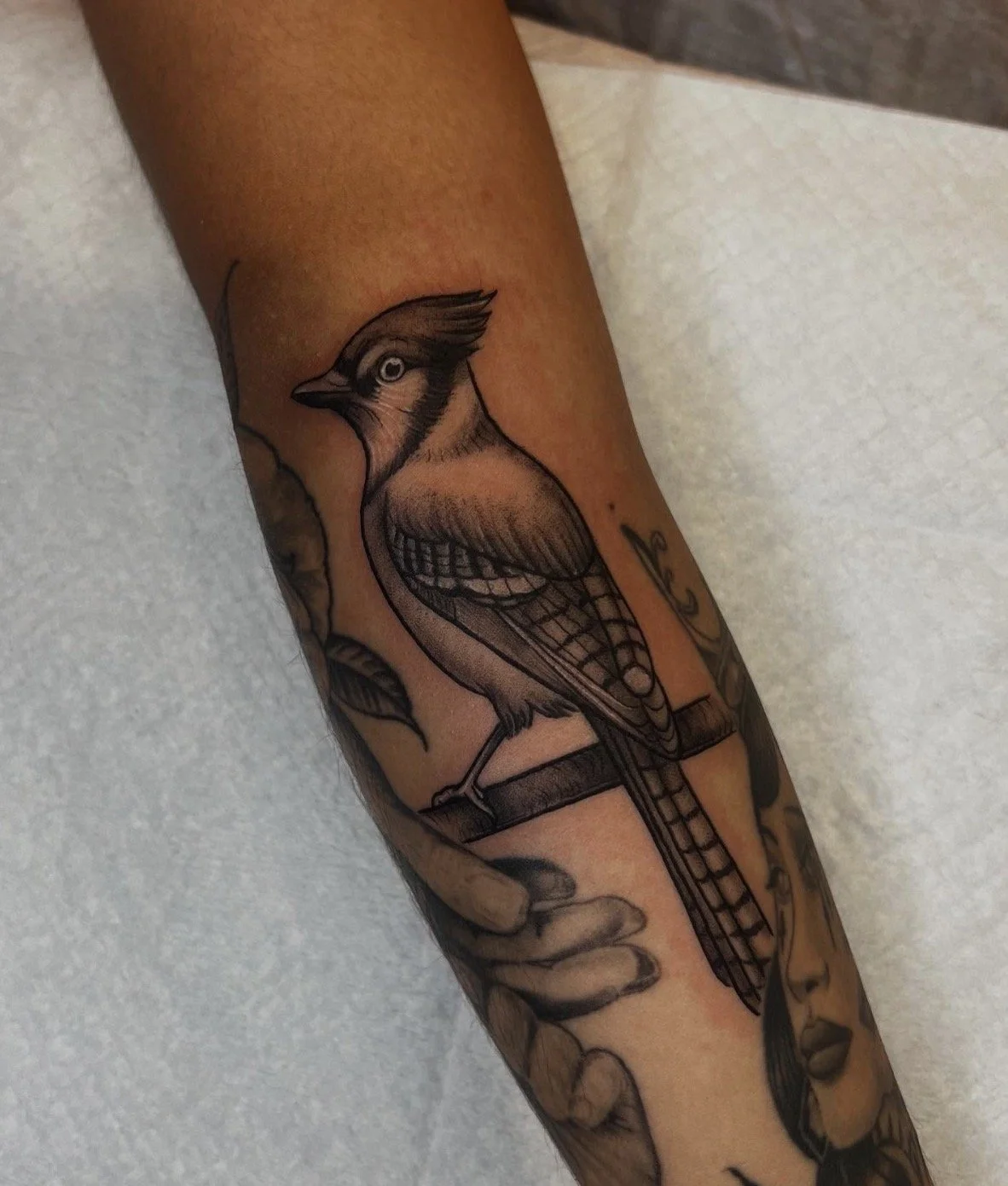 Black and gray stipple shaded Bluejay bird tattoo in soft, black and gray shading in a realistic style with strong white highlights