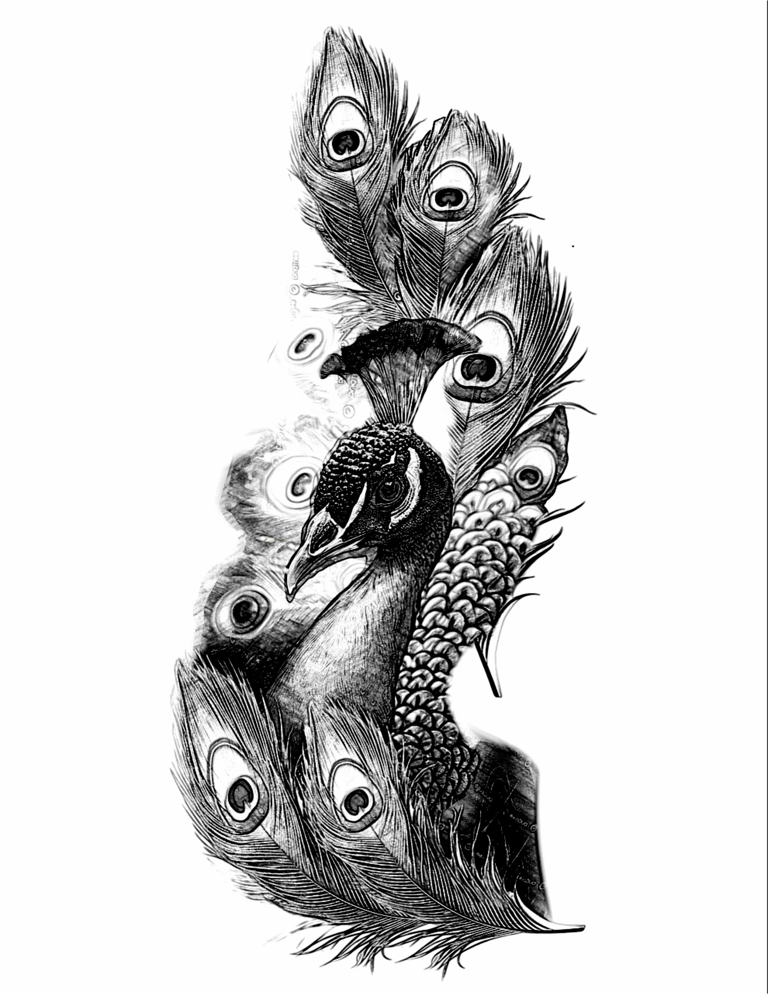 A black and white illustration of a peacock with its feathers spread out, exhibiting detailed eye patterns on the feathers.