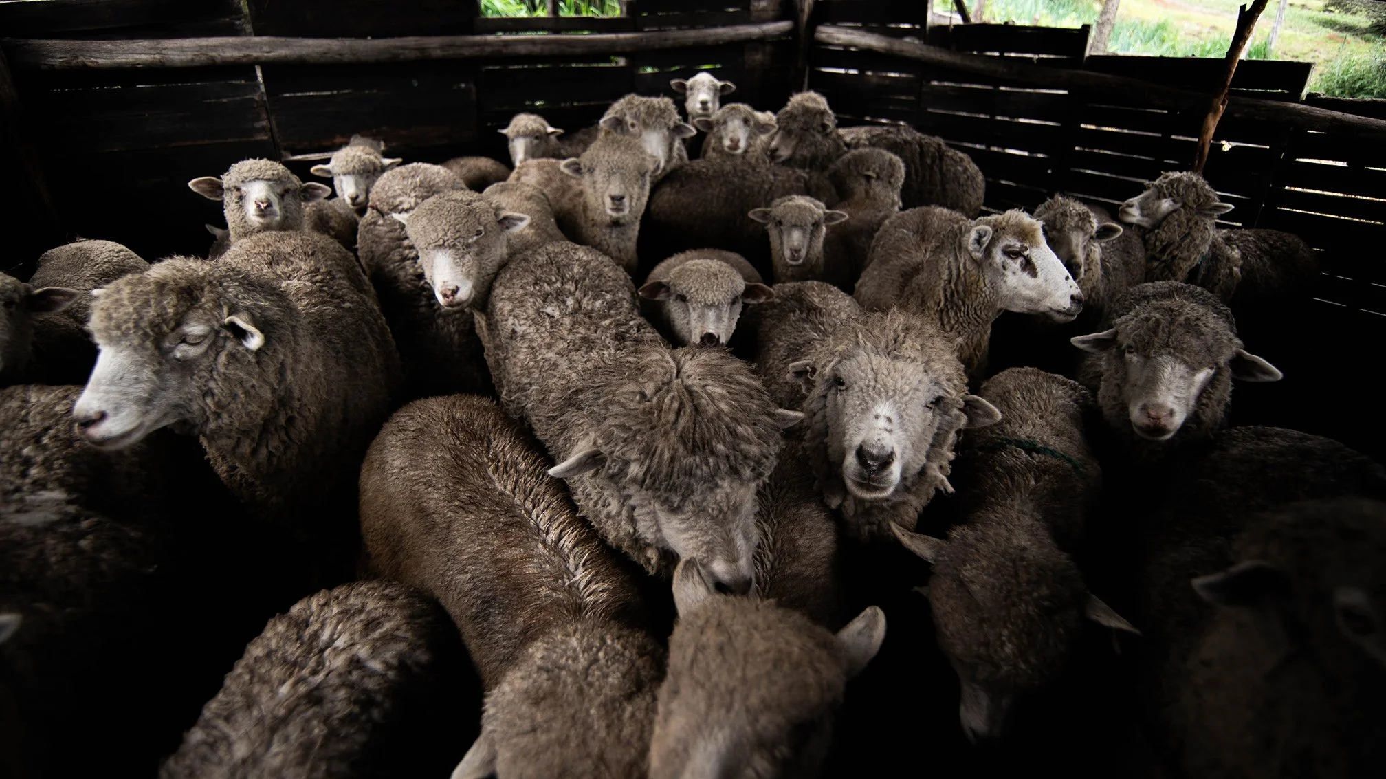 A flock of sheep in a dark wooden enclosure