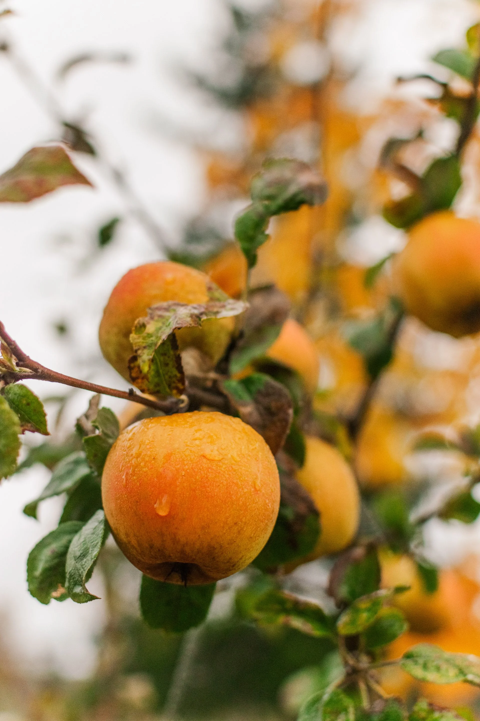 20251019-golden russet1.jpg