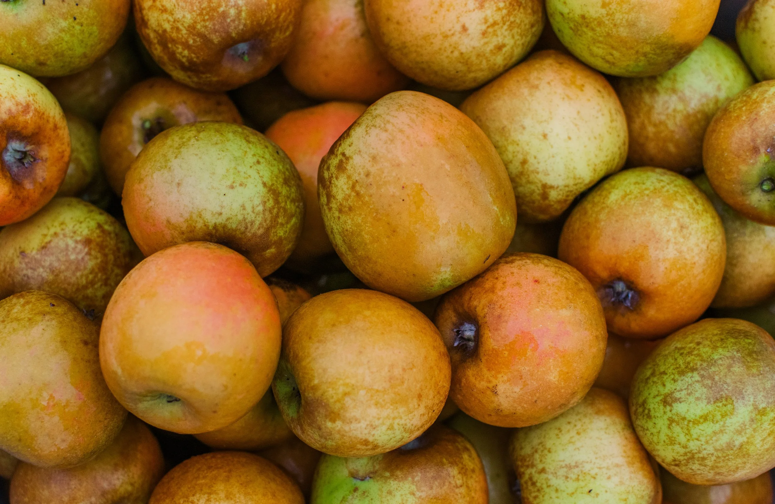 20251019-golden russet.jpg