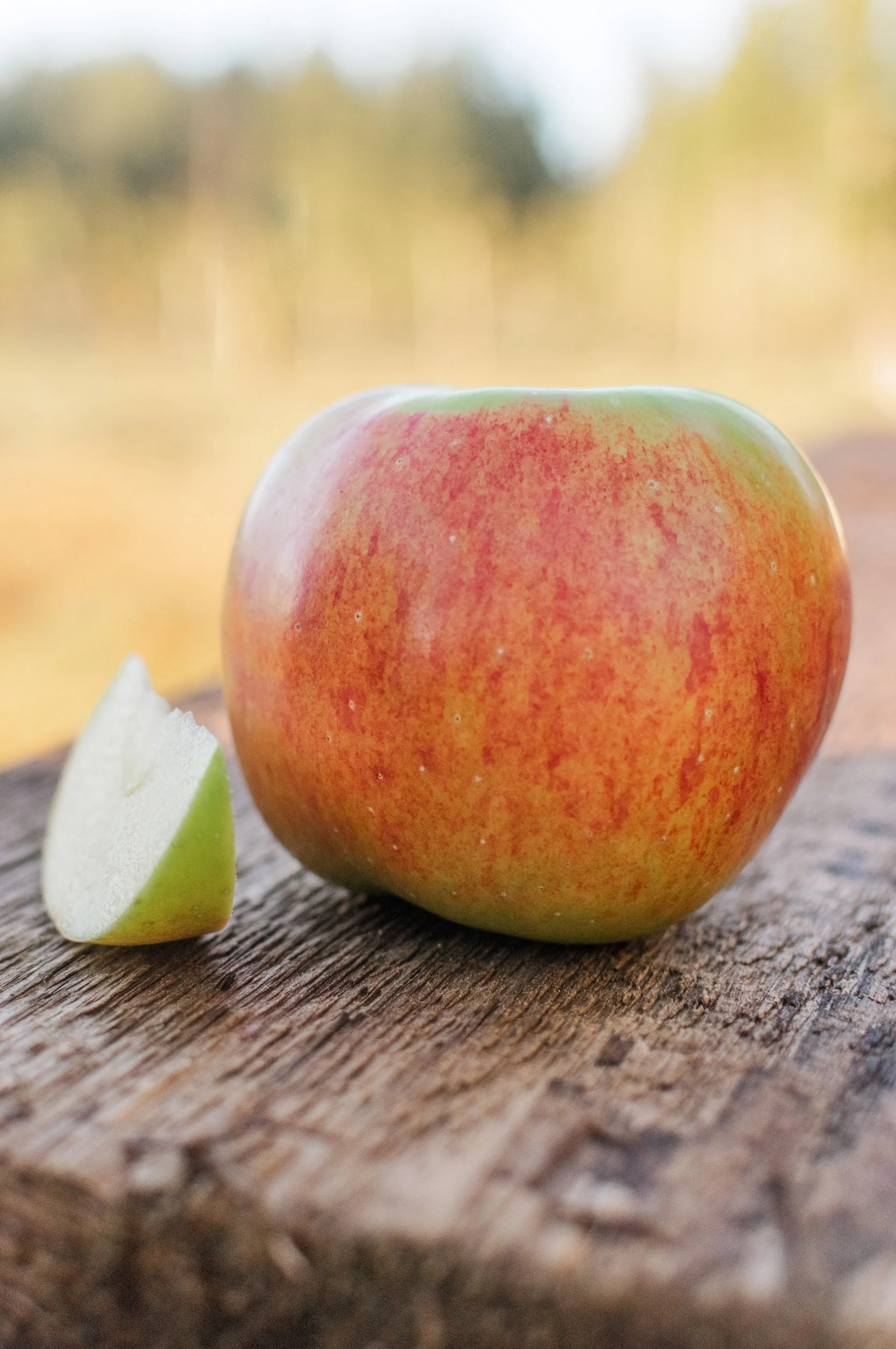 bramley's seedling.jpg