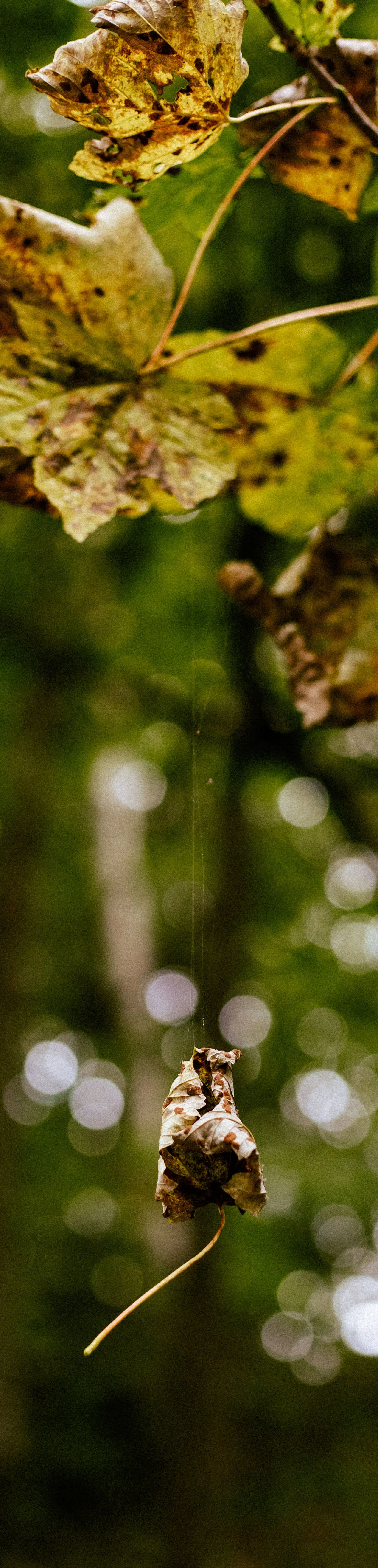 _H3A3859.jpg