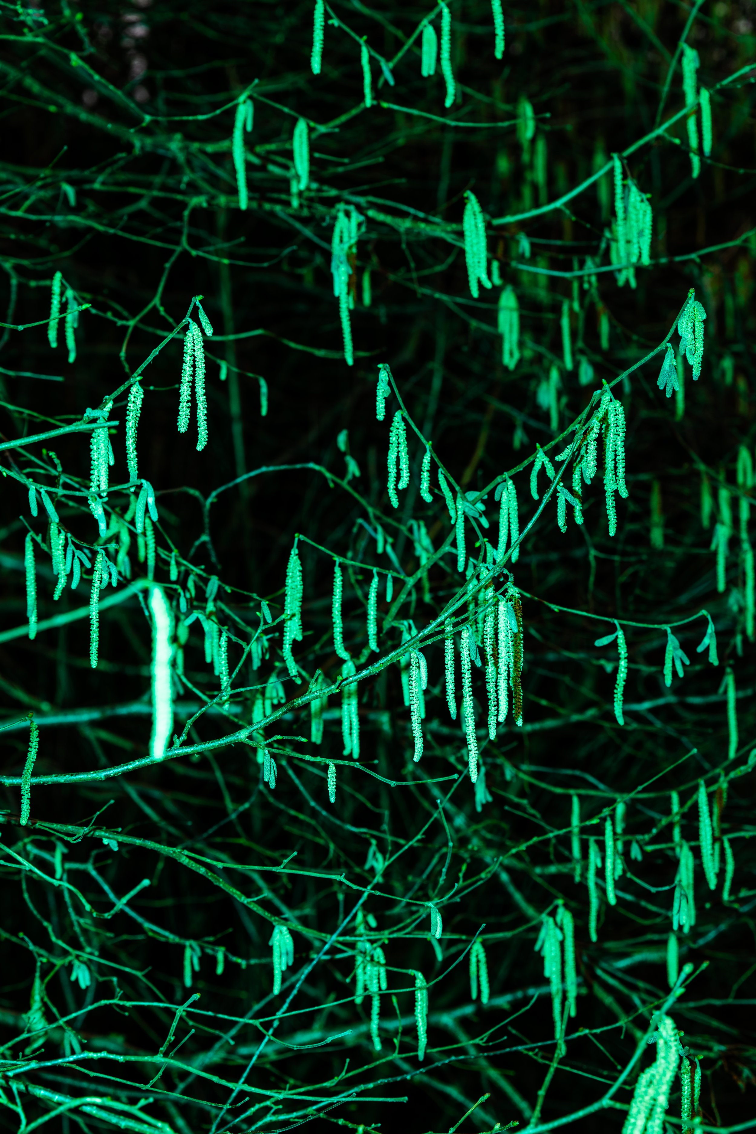 DWGreen3.2.26©JessRobinson-4254.jpg