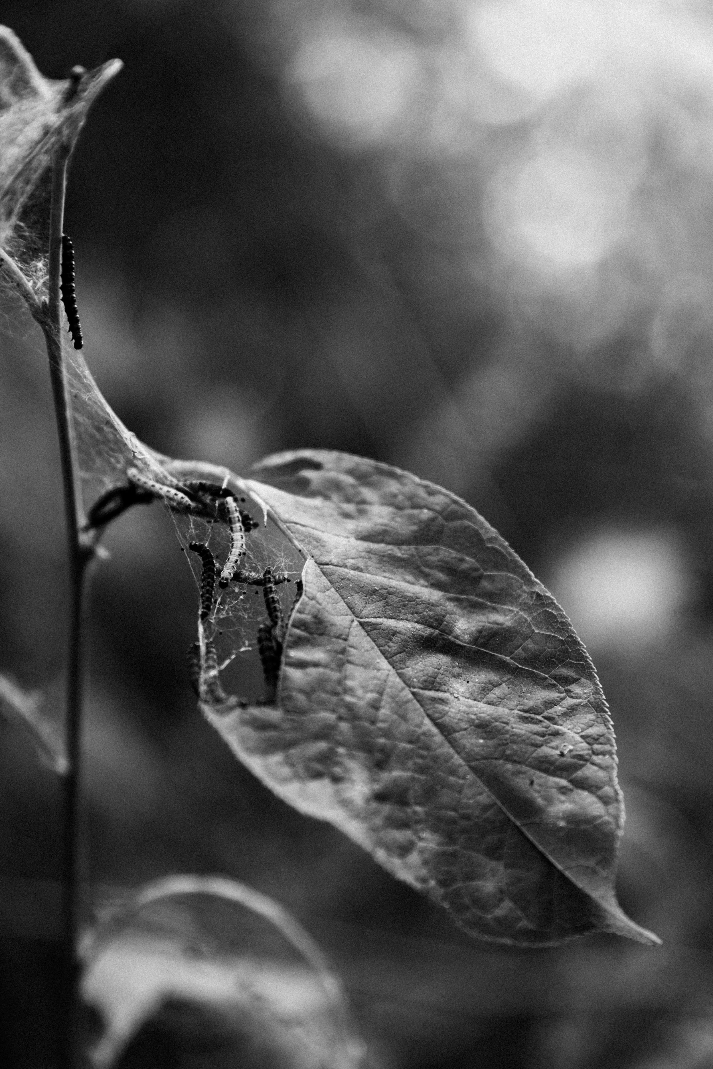 _H3A6906.jpg
