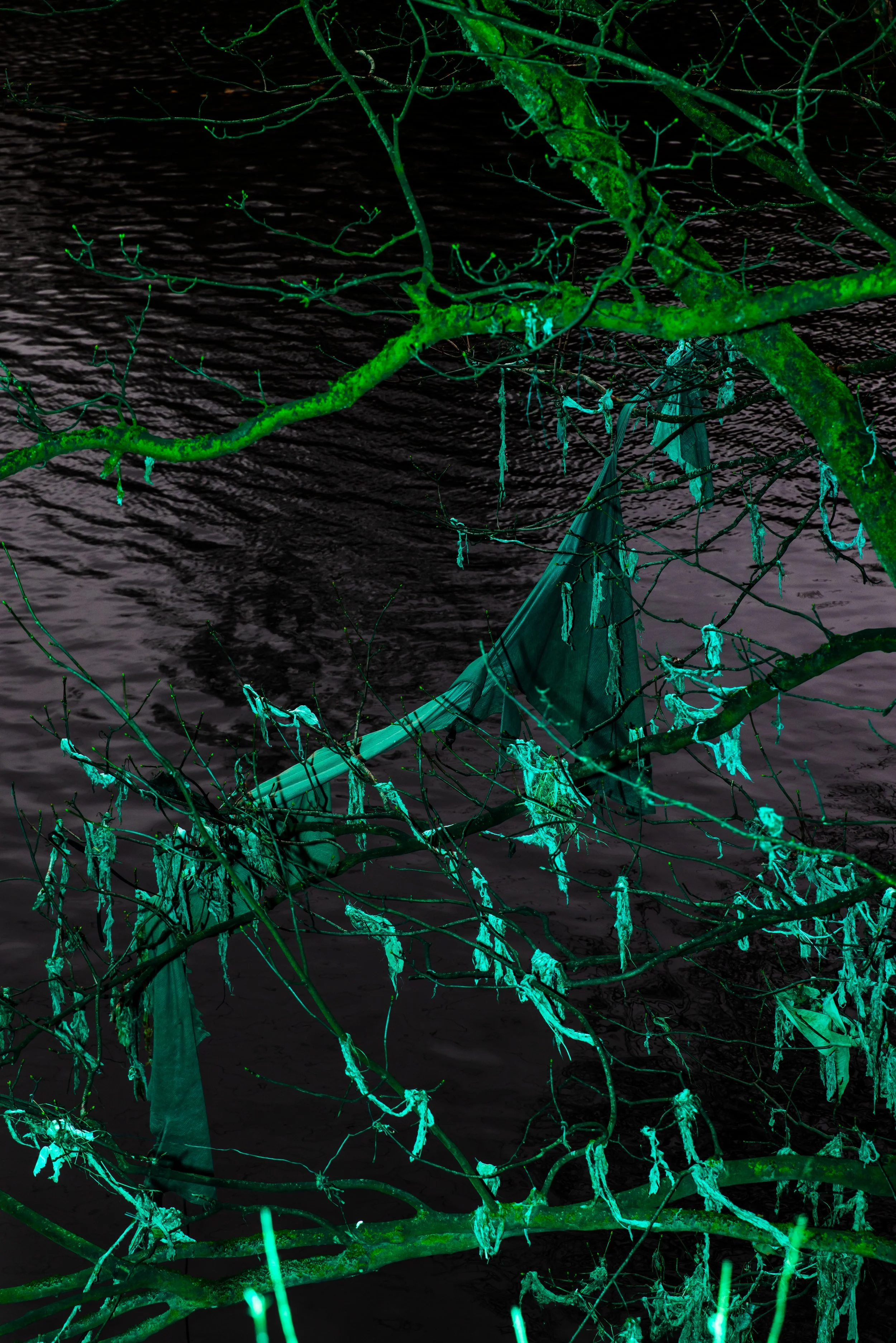 DWGreen3.2.26©JessRobinson-4269.jpg