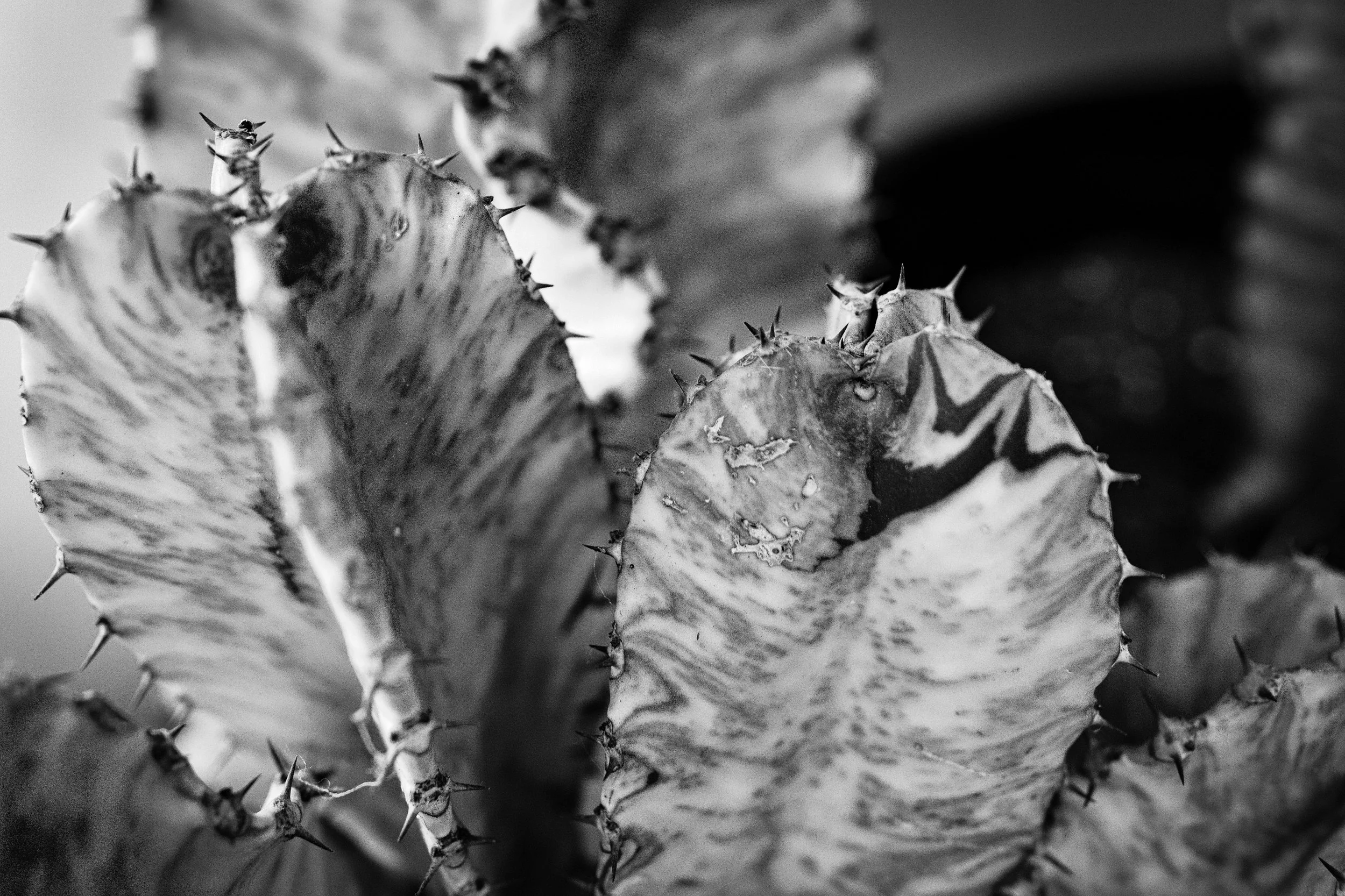 DSC05728-Edit-Edit.jpg