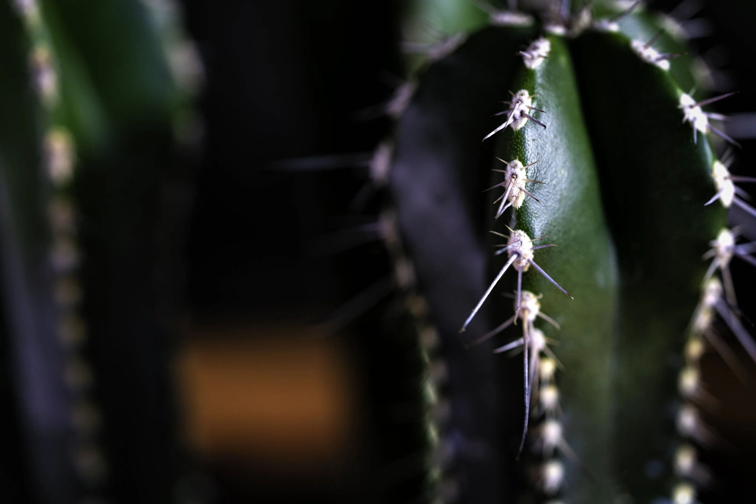 DSC05885-Edit.jpg