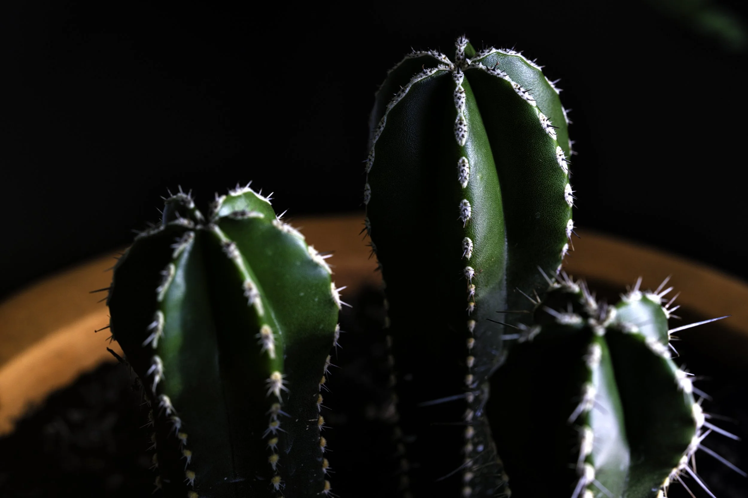 DSC05901-Edit.jpg