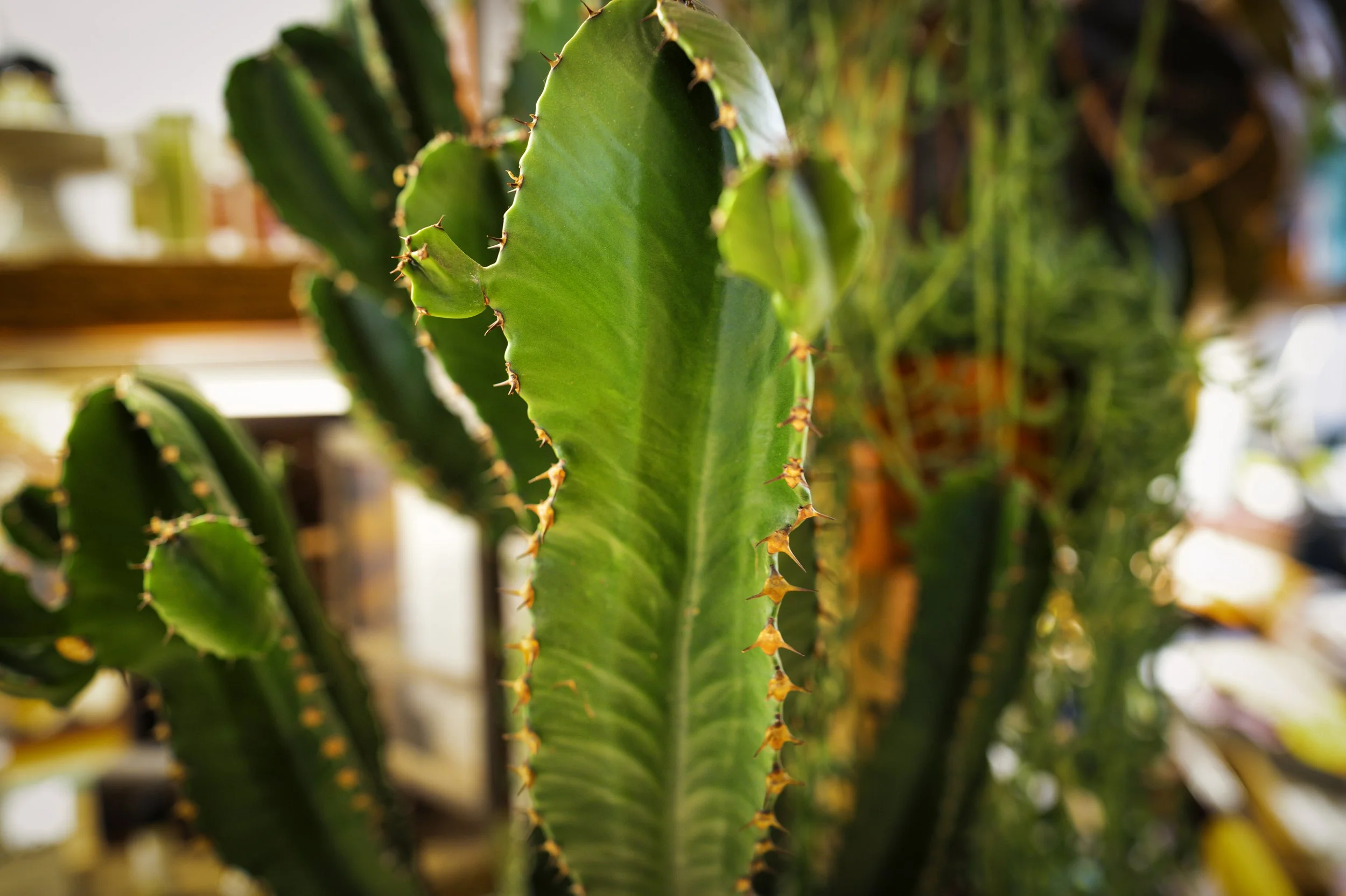 DSC05723-Edit.jpg