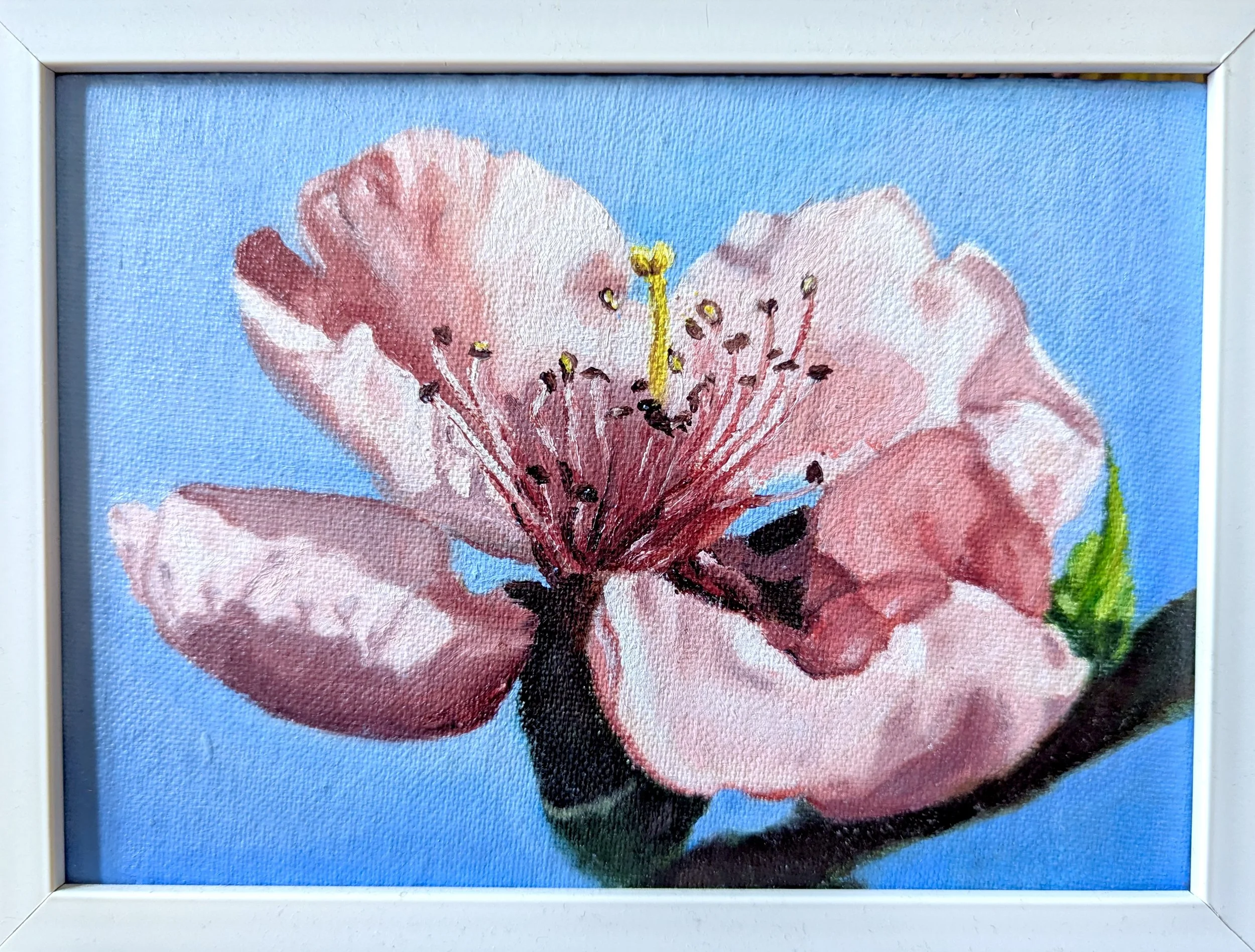 0075_KRough_peach blossom_2026.jpg