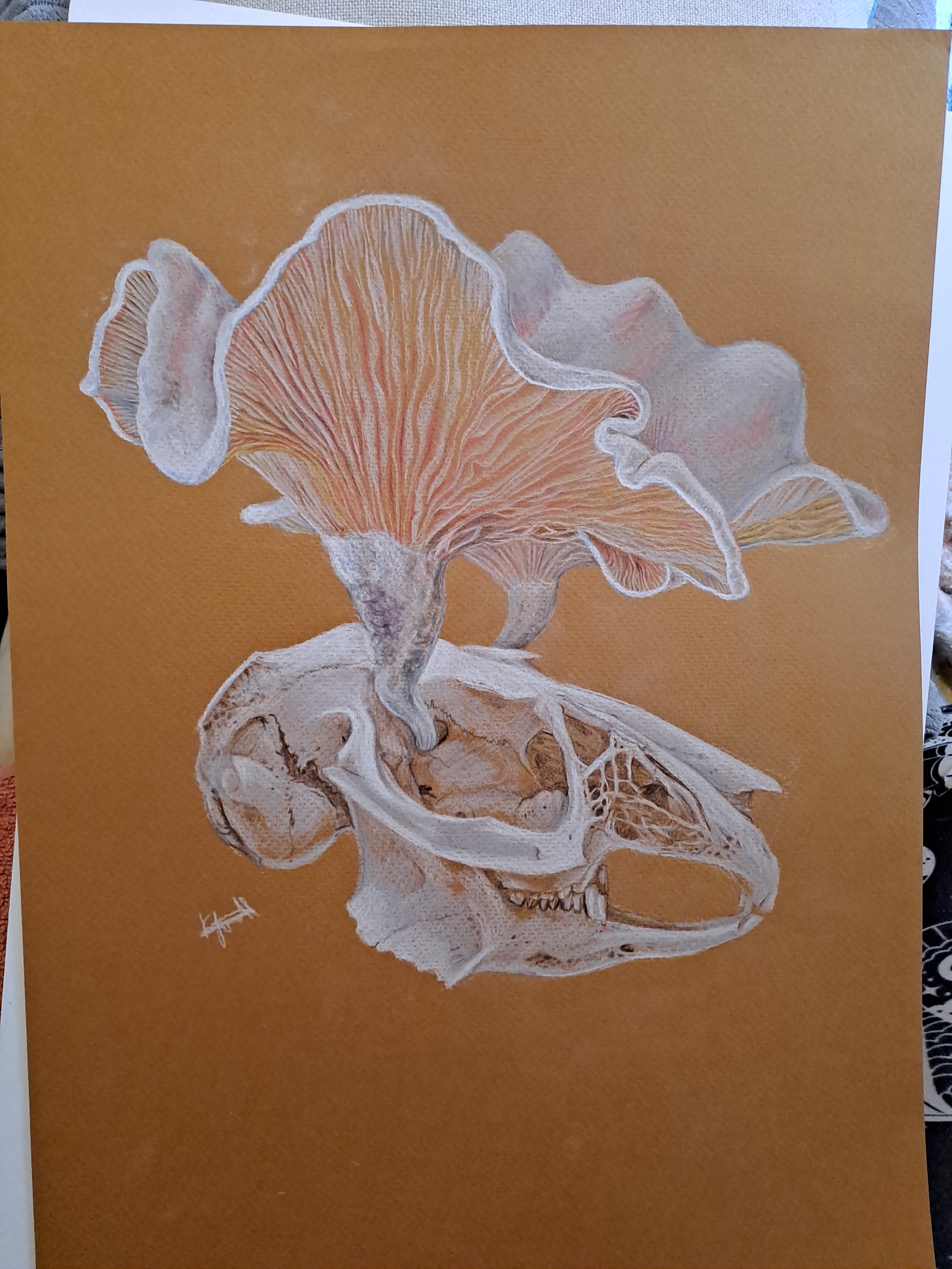 'Jackrabbit' pastel and pencil, A4