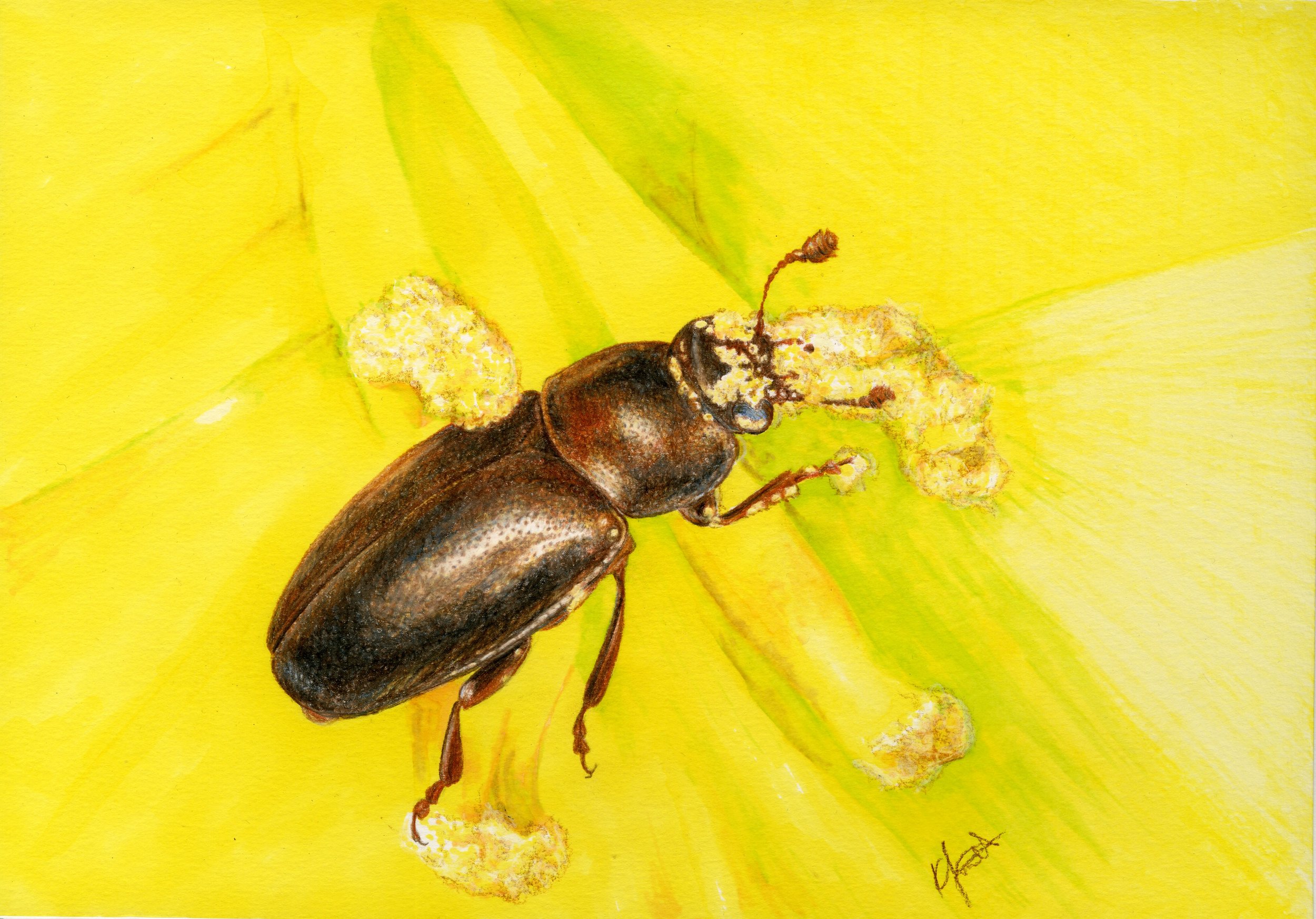 Pollen pest