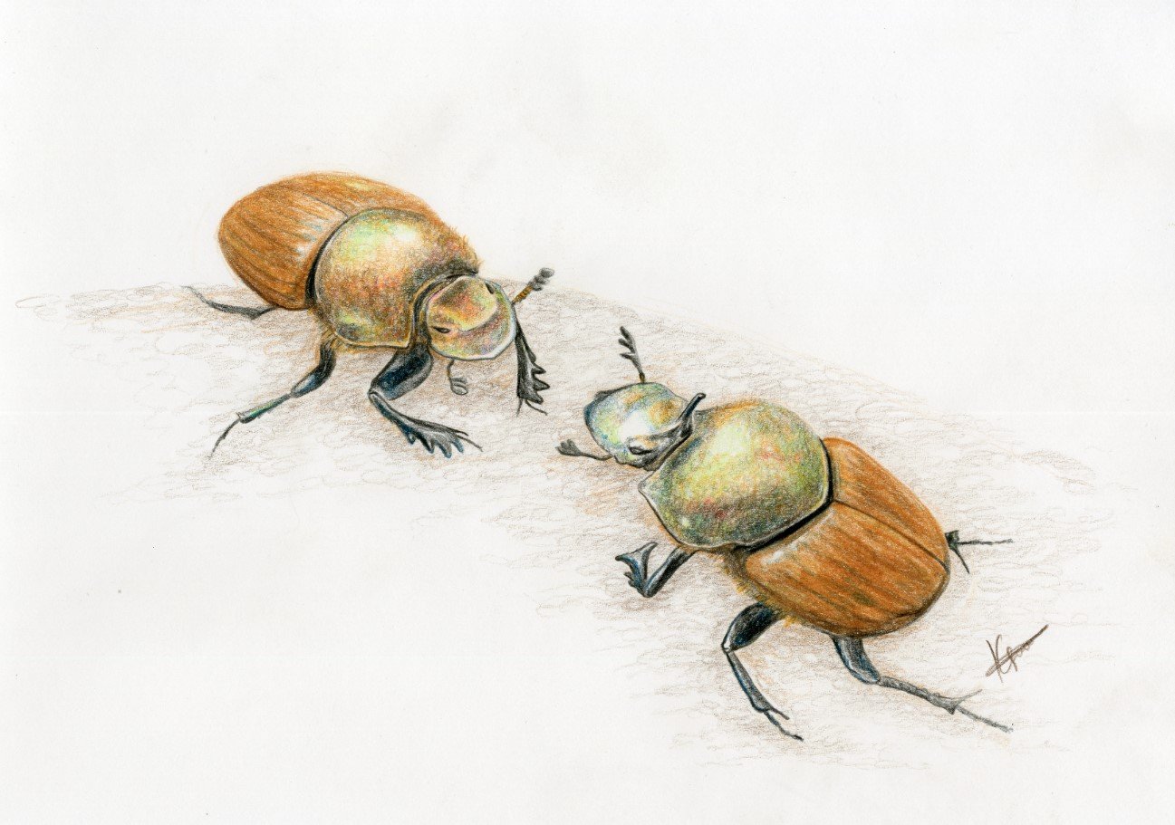 Lovely dung greeting card