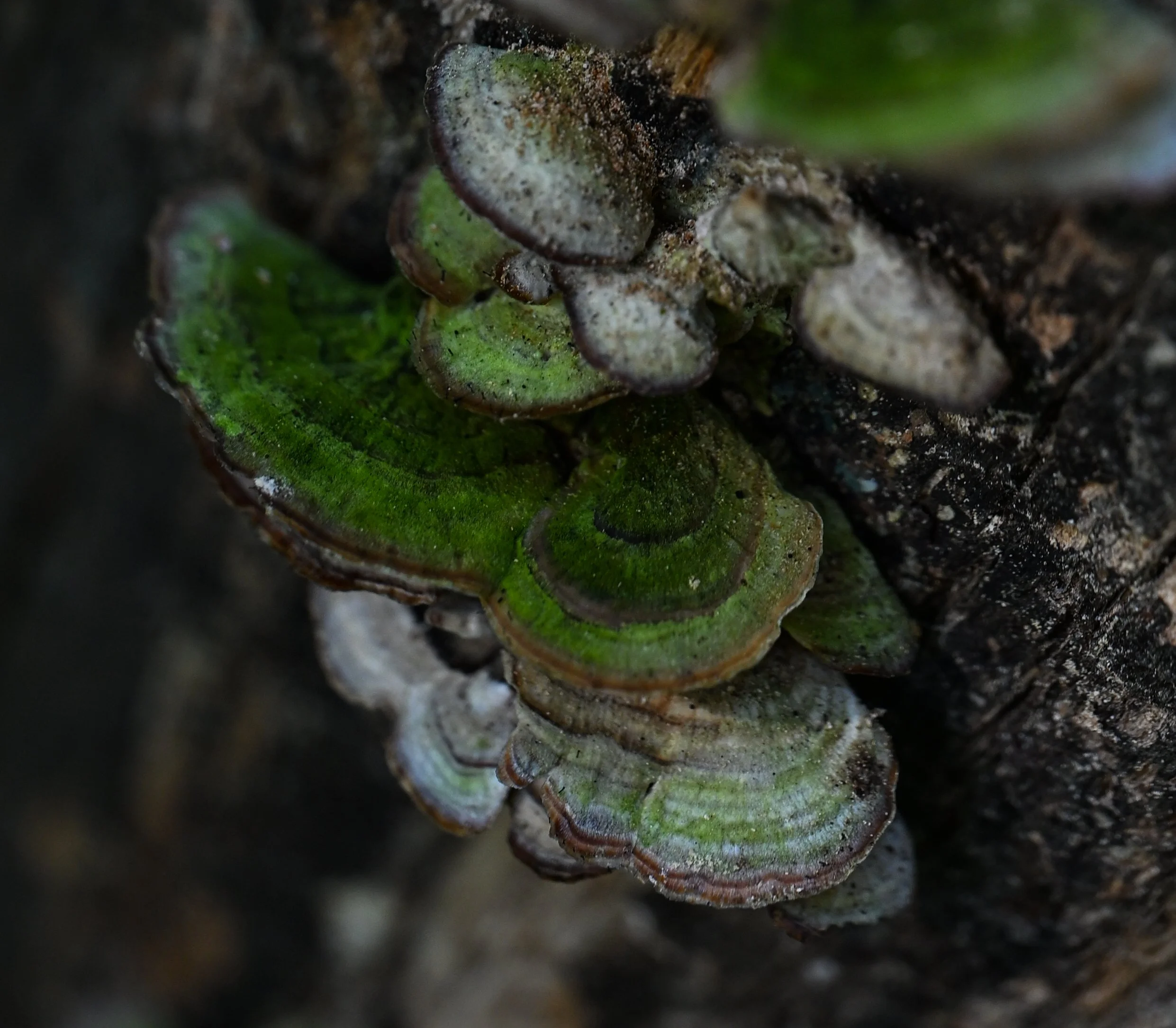 DSC_1144_Original.jpeg