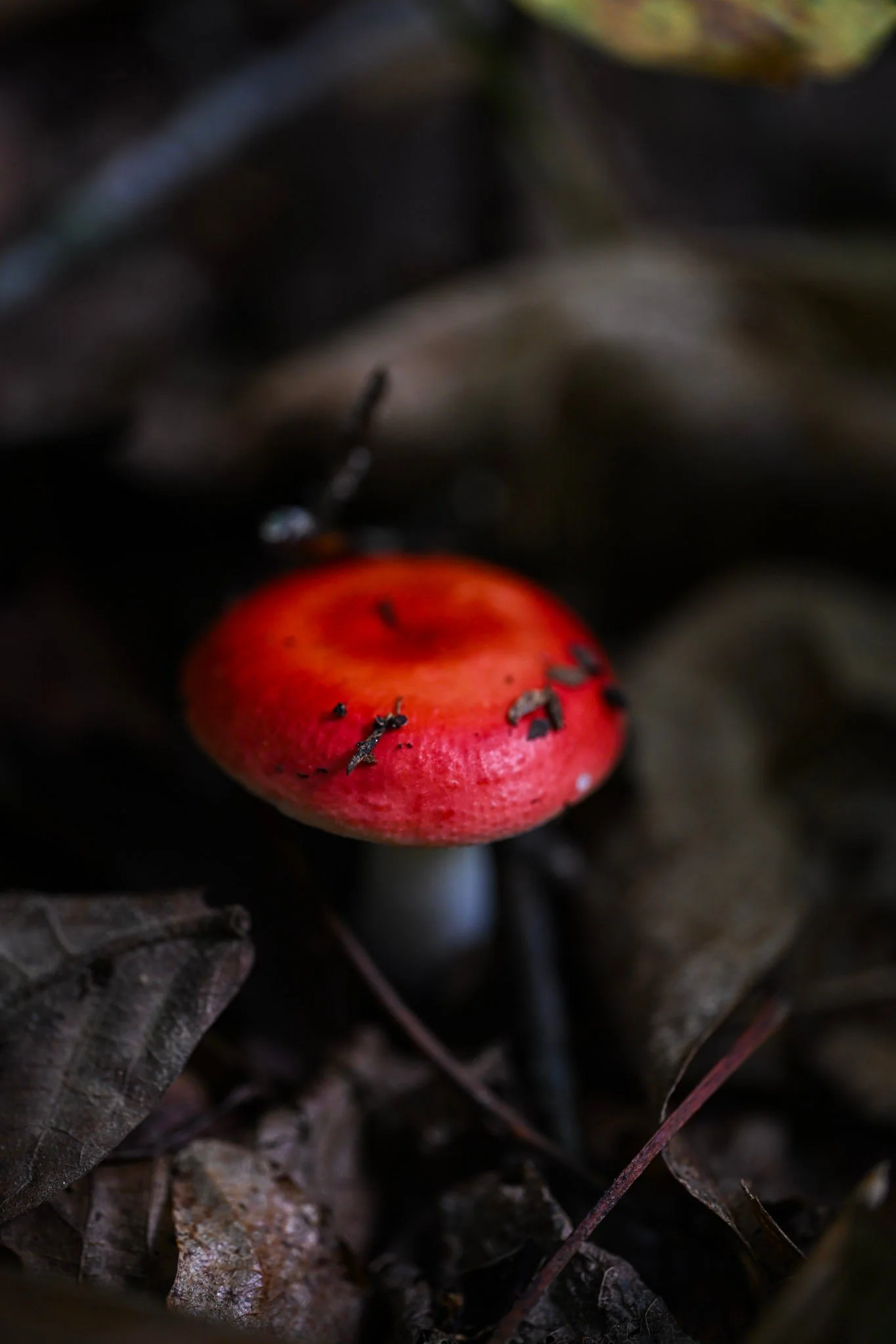 DSC_0652_Original.jpeg