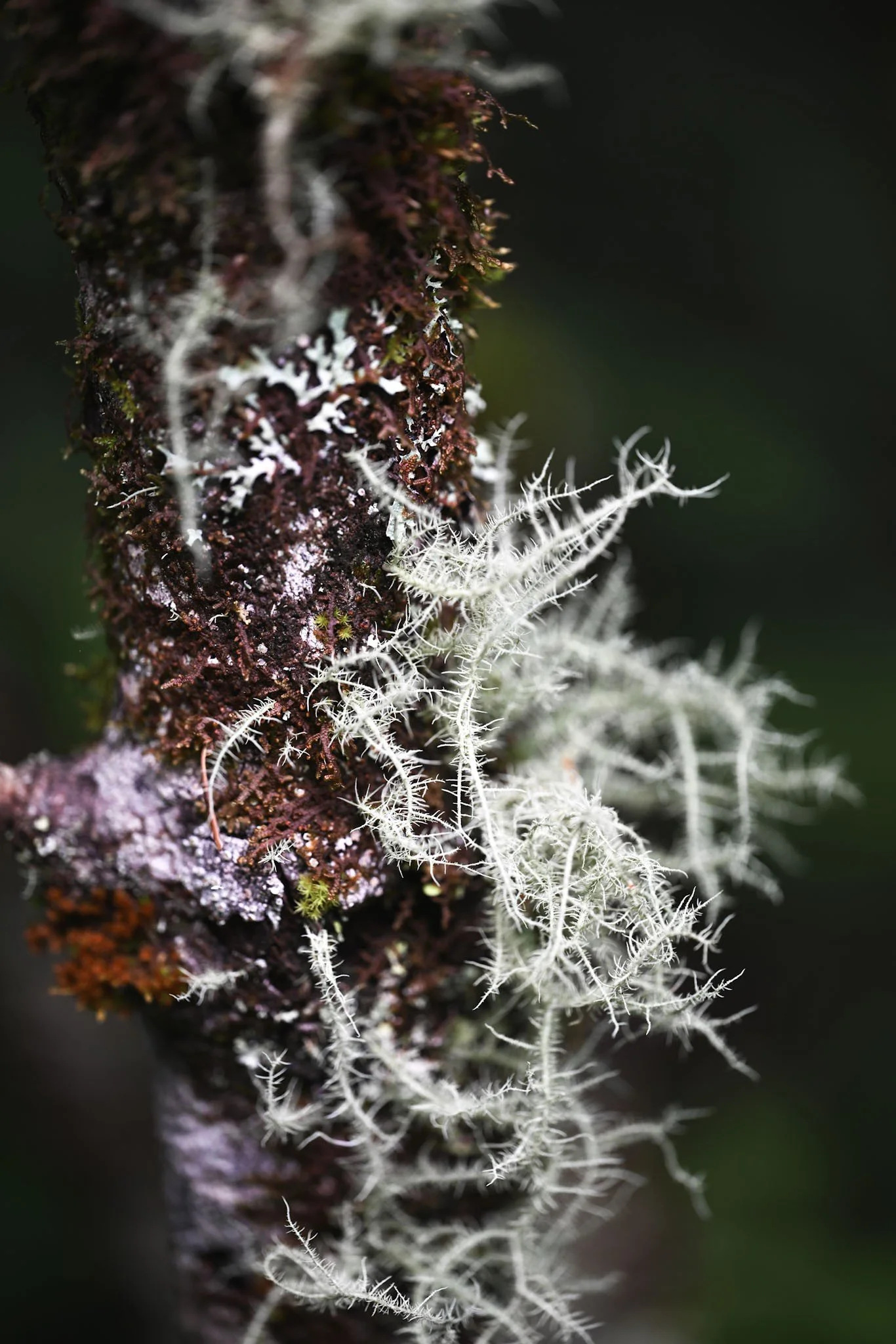 DSC_0410_Original.jpeg